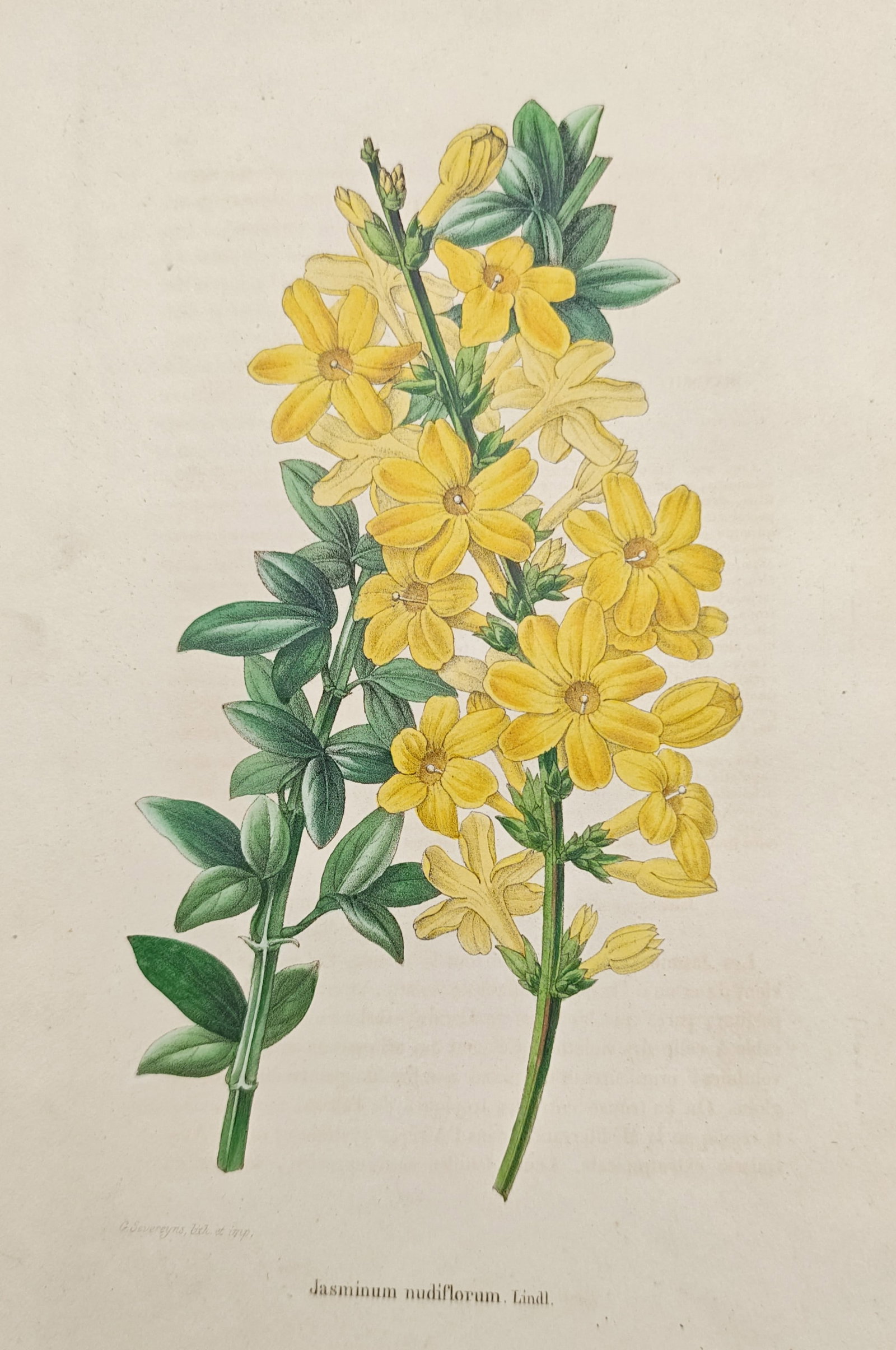 Guillaume Severeyns – Winter Jasmine – Lithograph (19th Century): "Winter Jasmine" presents a botanical study illustrating the vibrant yellow blossoms, slender green stems, and emerging foliage of the Jasminum nudiflorum variety set against an unadorned ground. Prod