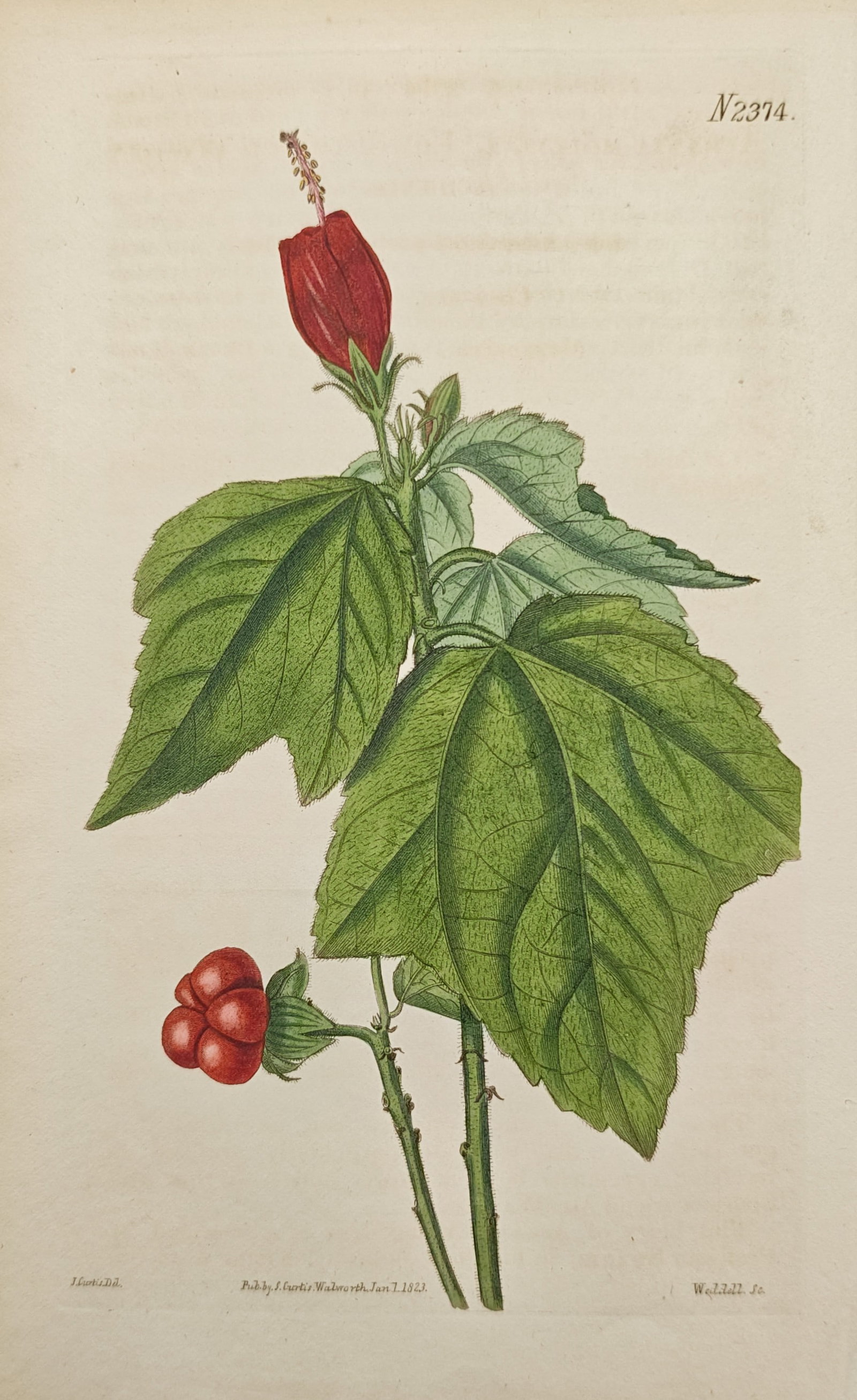 John Curtis – Wax Mallow – Engraving (1823) (1 of 2)