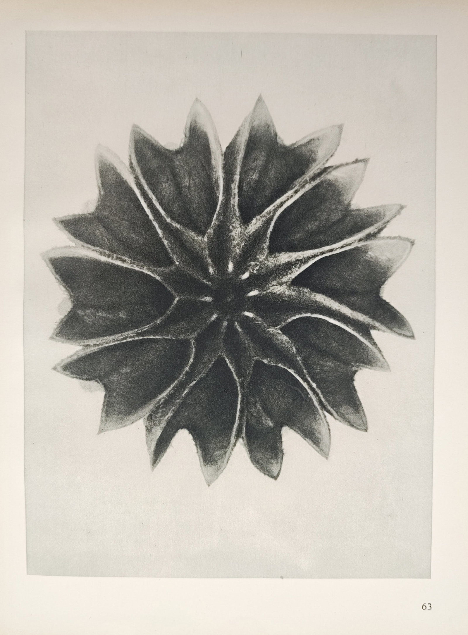 Karl Blossfeldt,after – Alpine Cephalaria Flower Head – Offset print (20th Century): "Alpine Cephalaria Flower Head" presents a macro photographic botanical study illustrating the radial symmetry, star-like structure, and sculptural bracts of a flowering plant isolated against a plain
