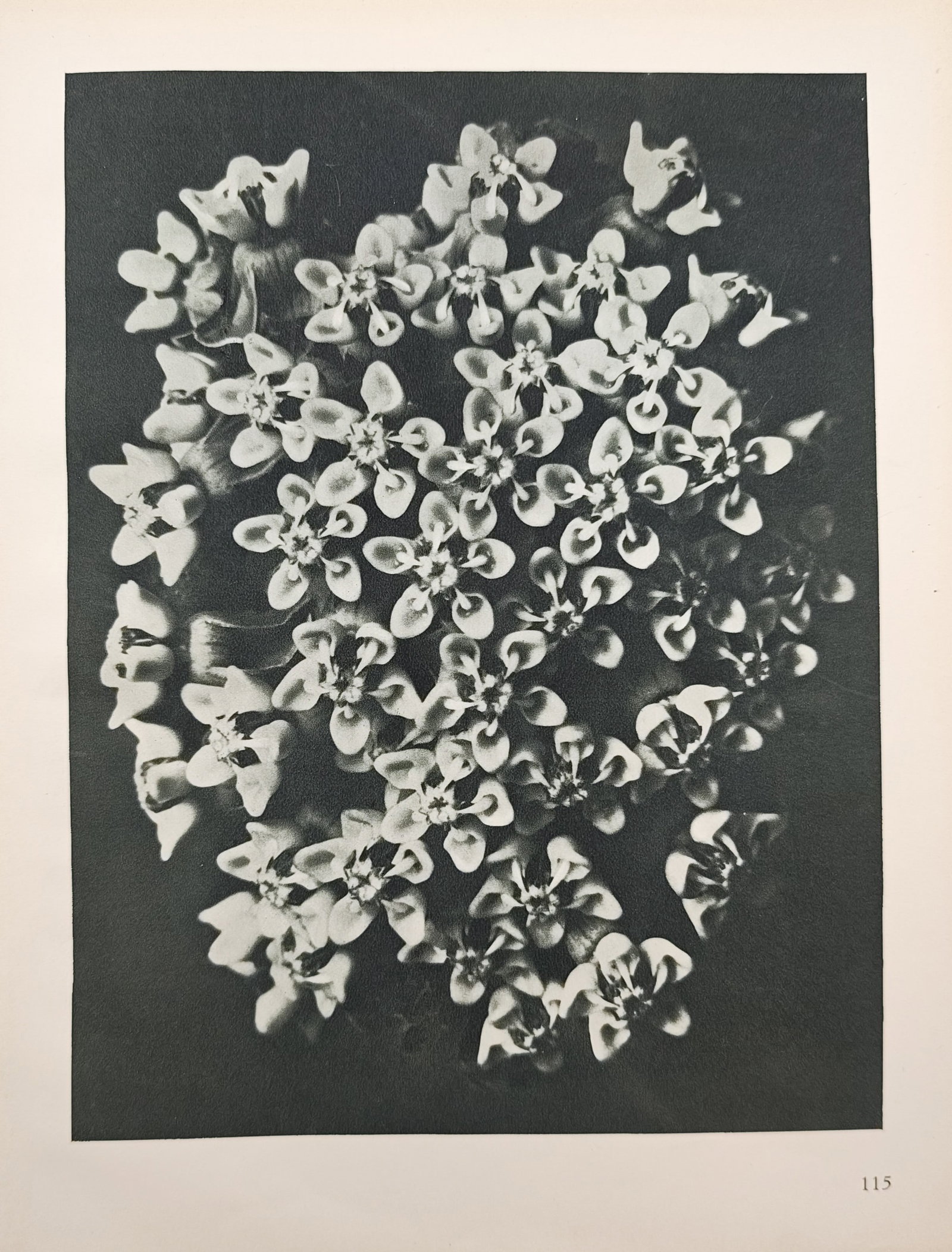 Karl Blossfeldt,after – Milkweed Flower Umbel – Offset print (20th Century) (1 of 2)