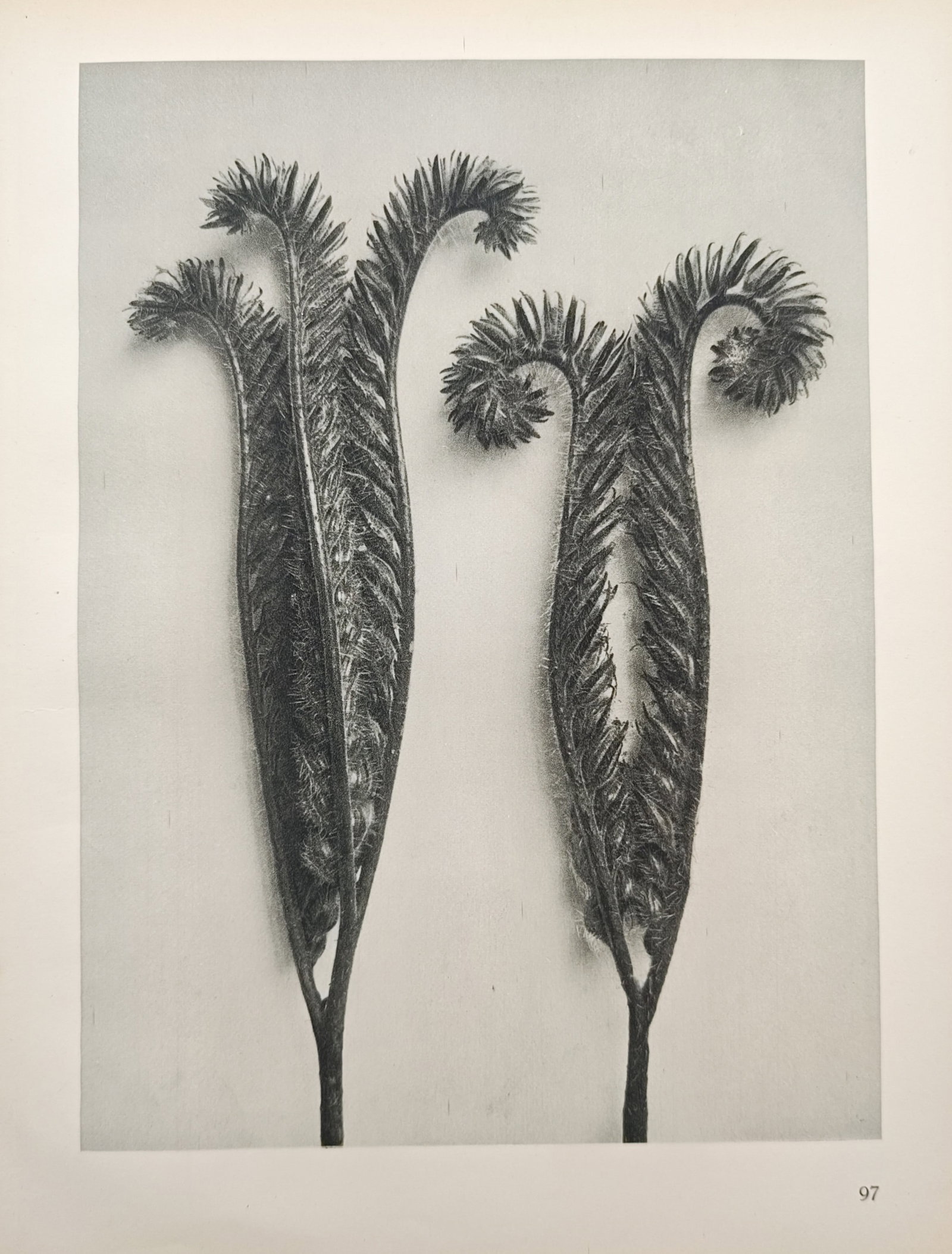 Karl Blossfeldt,after – Ostrich Fern Fronds – Offset print (20th Century) (1 of 2)