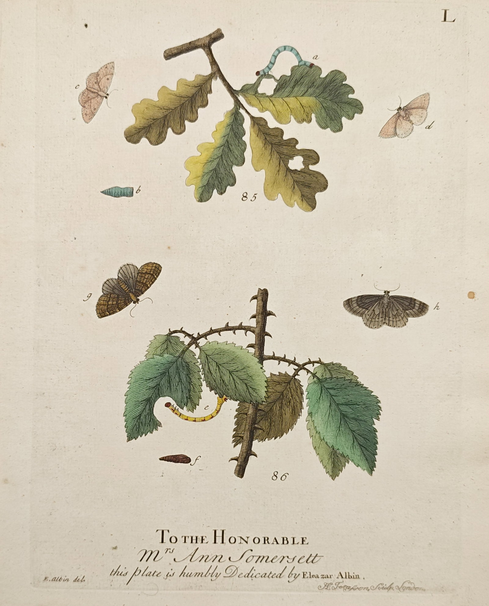 Eleazar Albin – English Moths and Caterpillars on Oak and Bramble – Engraving (1720) (1 of 2)