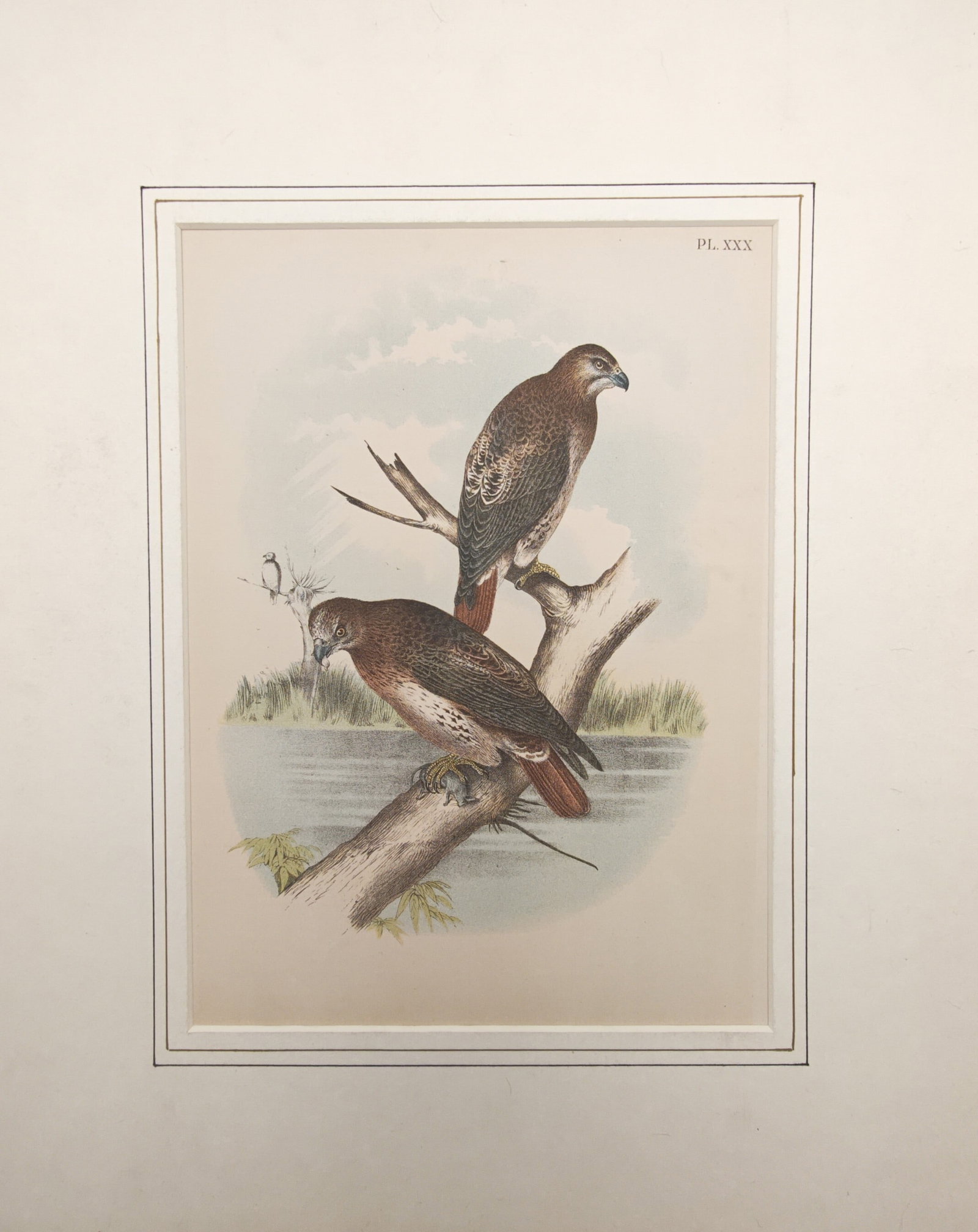 Theodore Jasper – Red-Tailed Hawk – Lithograph (19th Century) (1 of 2)