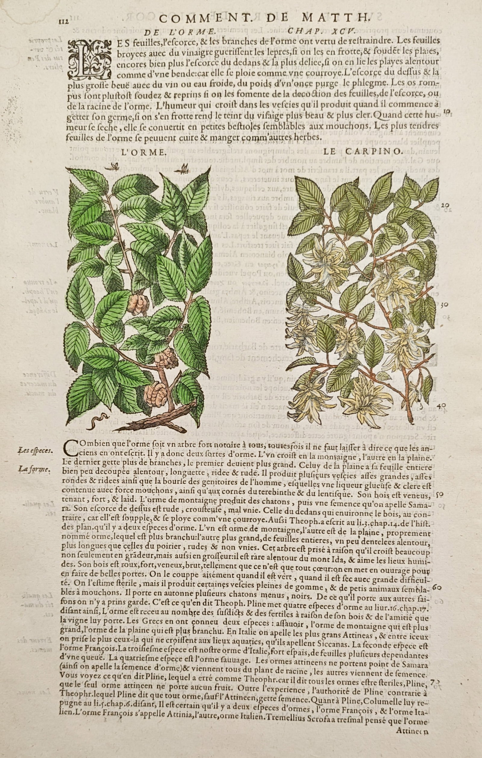 Pietro Andrea Mattioli – Elm and Hornbeam – Woodcut (16th Century): "Elm and Hornbeam" presents a Renaissance botanical leaf featuring two hand-colored woodcut illustrations depicting the foliage and catkins of the elm and hornbeam trees set within French commentary t
