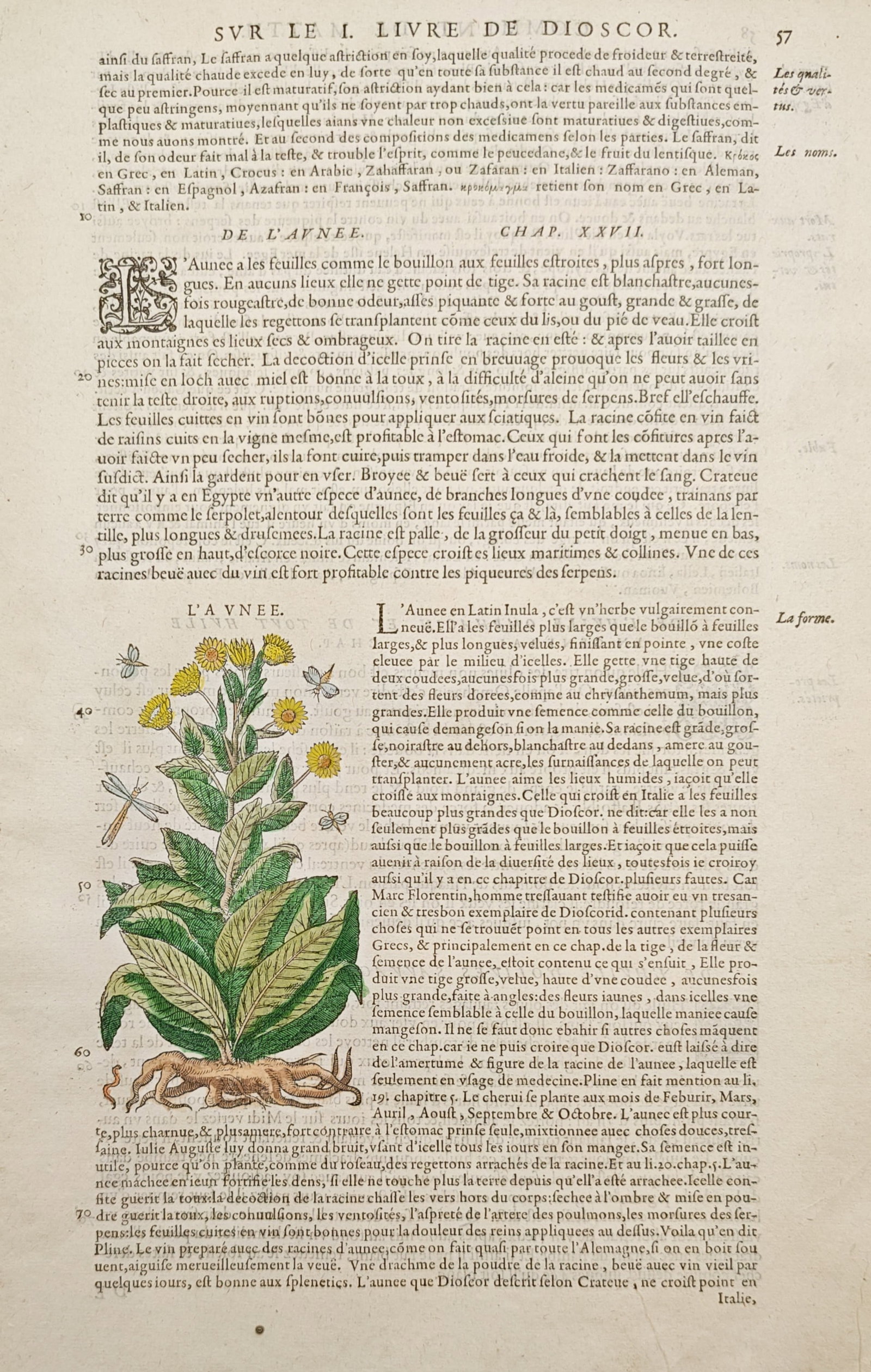 Pietro Andrea Mattioli – Elecampane (L'Avnee) – Woodcut (16th Century): "Elecampane" presents a Renaissance botanical leaf featuring a hand-colored woodcut illustration depicting the flowering stalk. Published in sixteenth-century editions of Pietro Andrea Mattioli's reno