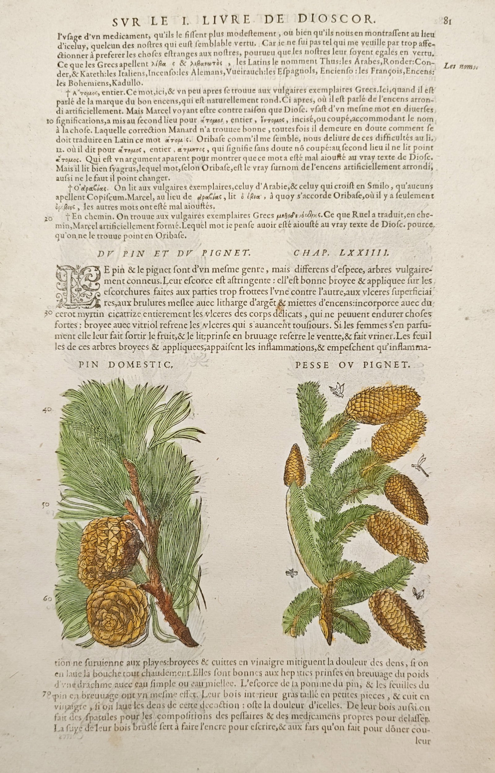 Pietro Andrea Mattioli – Stone Pine and Maritime Pine – Woodcut (16th Century): "Stone Pine and Maritime Pine" presents a Renaissance botanical leaf featuring hand-colored woodcut illustrations of coniferous branches, needles, and cones accompanied by historical commentary text. 