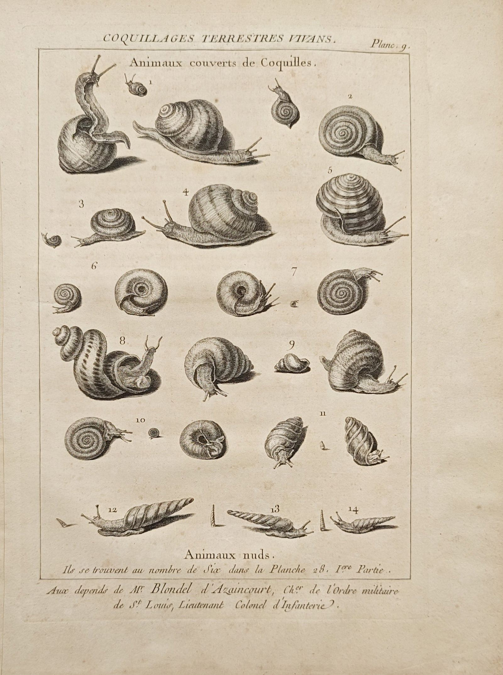 Antoine-Joseph Dezallier d'Argenville – Living Terrestrial Shells and Naked Animals – Engraving: "Living Terrestrial Shells and Naked Animals" presents a natural history study illustrating an array of land snails and terrestrial gastropods displayed in dynamic living postures. Produced during the