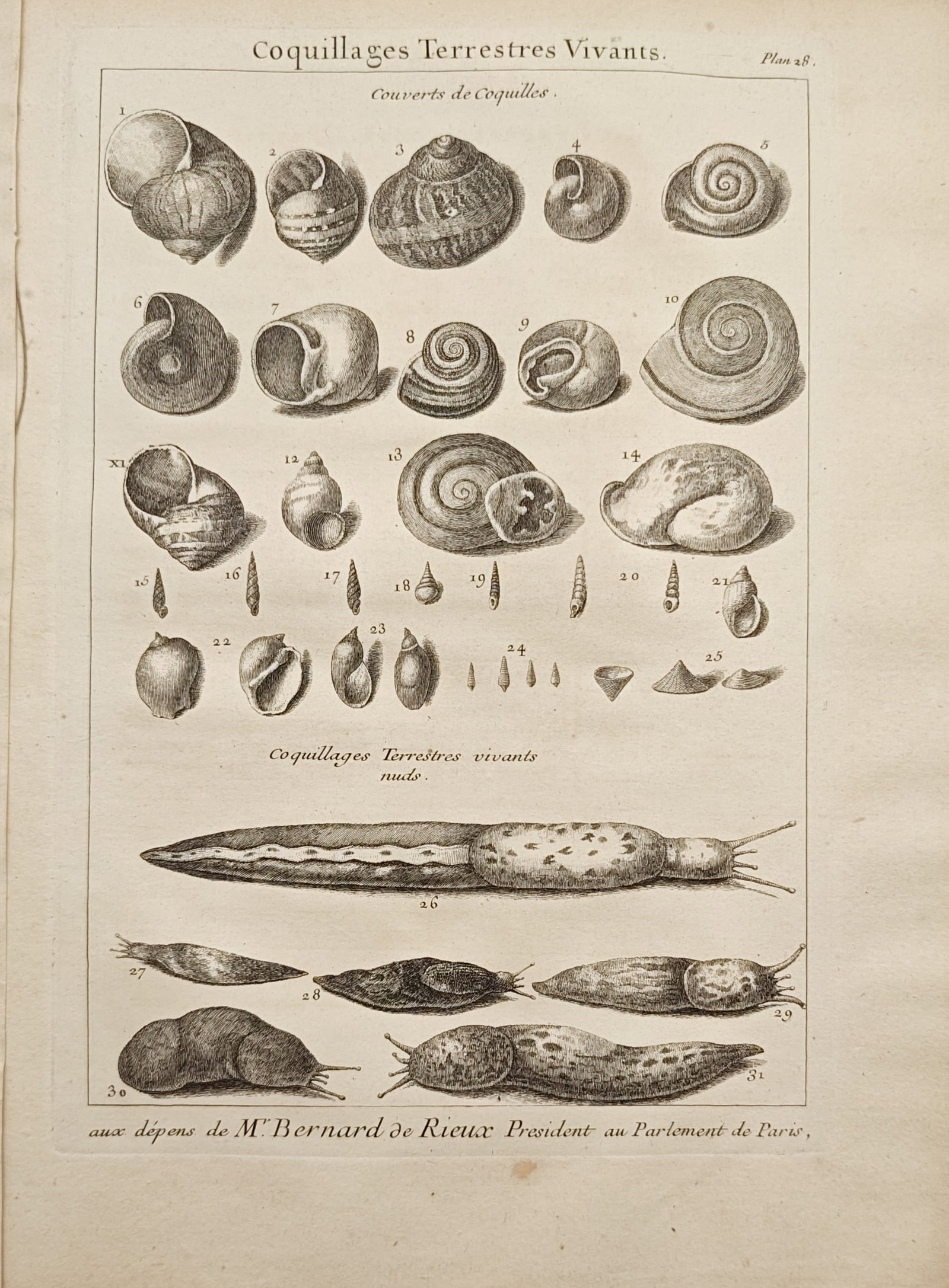 Antoine-Joseph Dezallier d'Argenville – Living Land Snails and Slugs – Engraving (18th Century): "Living Land Snails and Slugs" presents a natural history study illustrating a diverse taxonomy of terrestrial snails and soft-bodied slugs. Published during the eighteenth century for Antoine-Joseph 