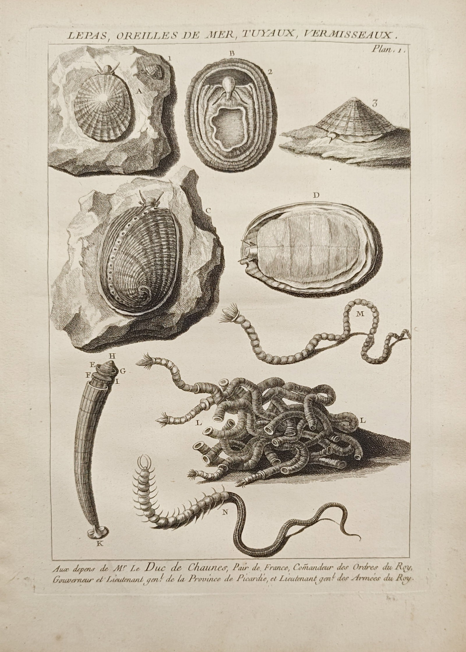 Antoine-Joseph Dezallier d'Argenville – Limpets, Sea Ears, Tube Worms, and Shells – Engraving (1 of 2)
