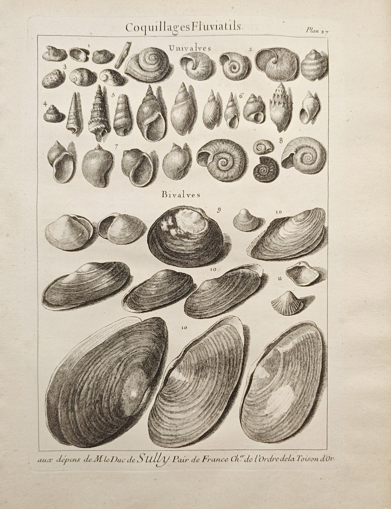Antoine-Joseph Dezallier d'Argenville – River Shells, Univalves and Bivalves – Engraving (1 of 2)