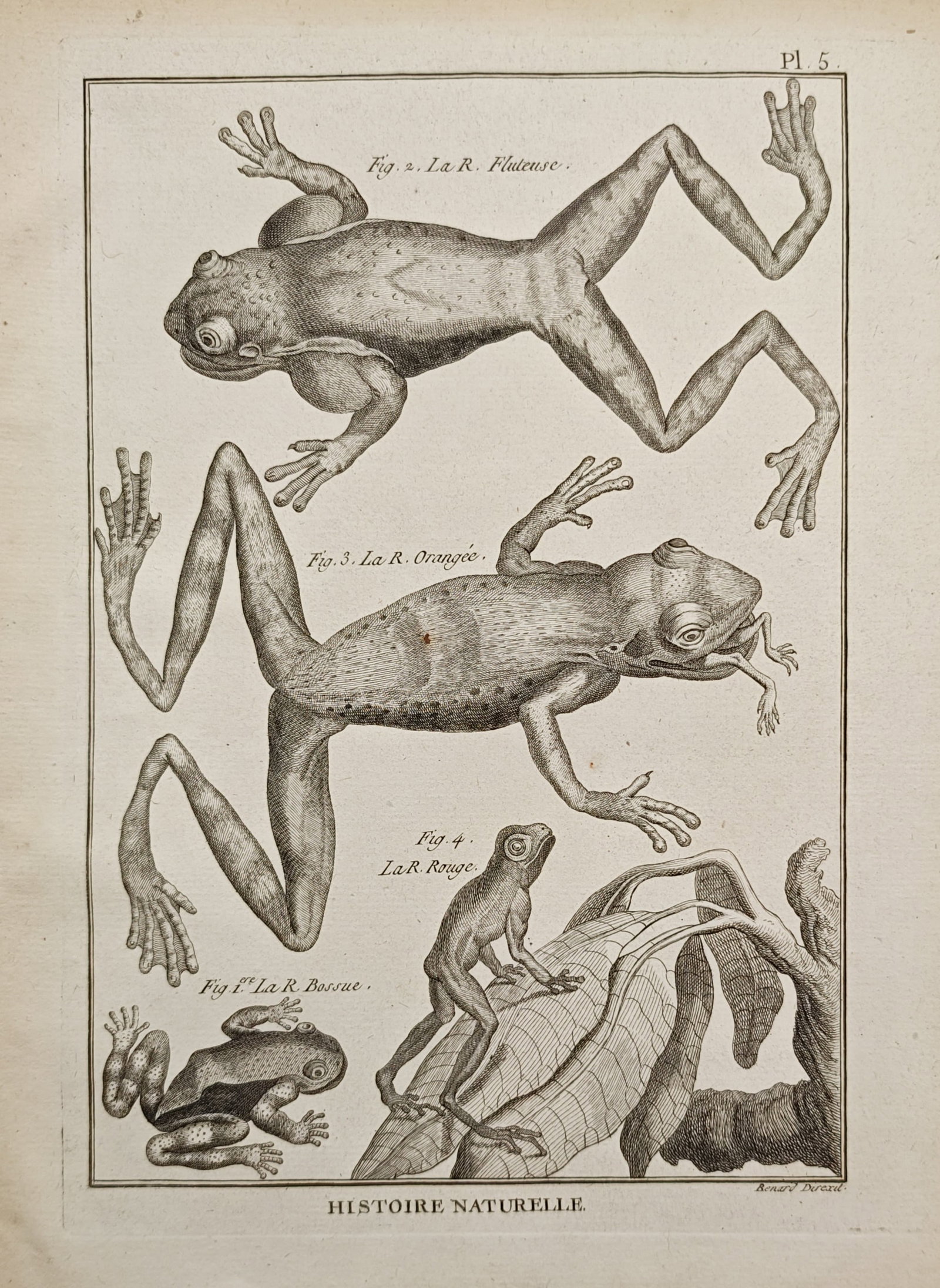 Robert Bénard – Tree Frogs and Toads – Engraving (18th Century) (1 of 2)