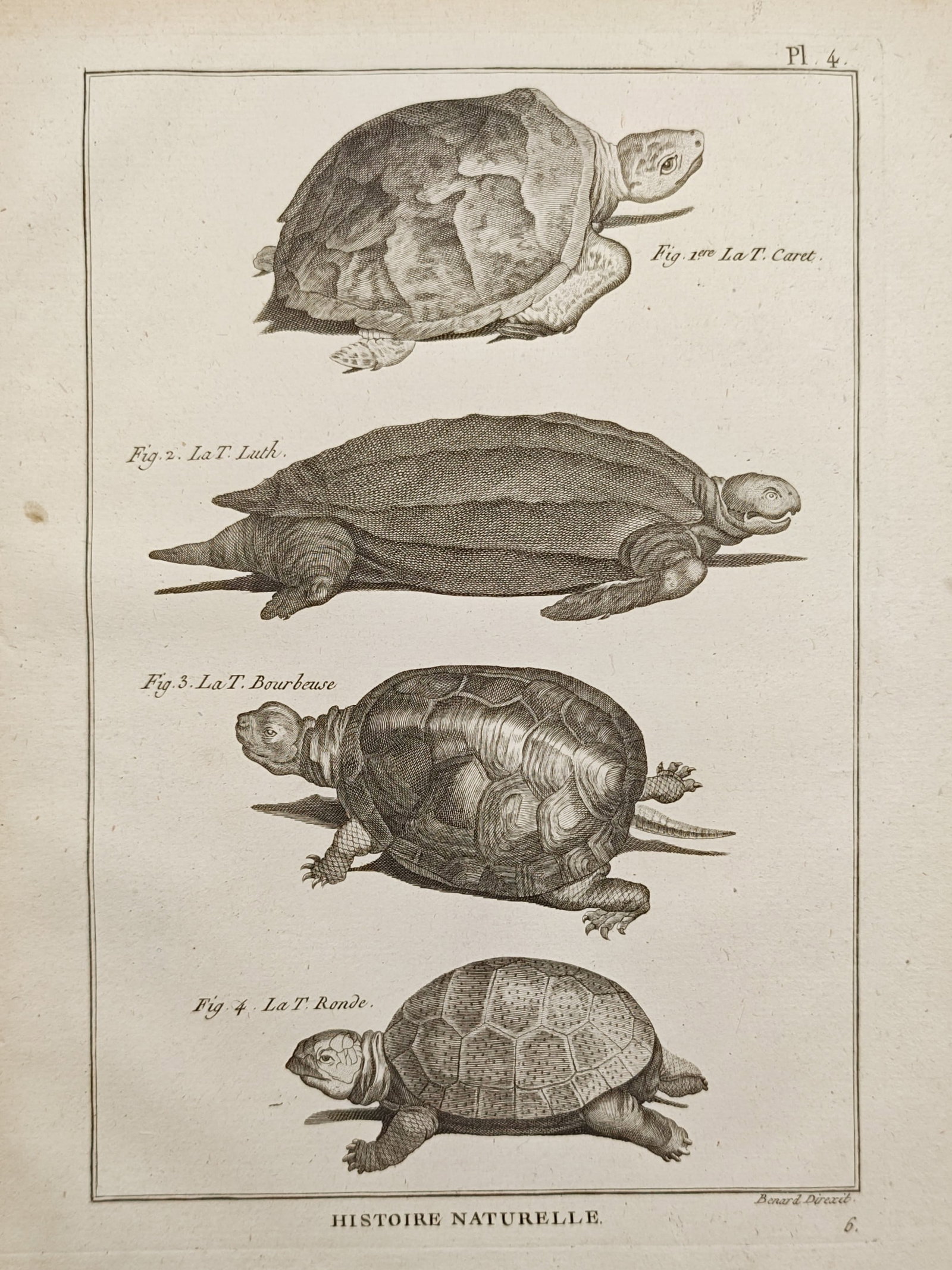 Robert Bénard – Sea Turtles and Tortoises – Engraving (18th Century) (1 of 2)