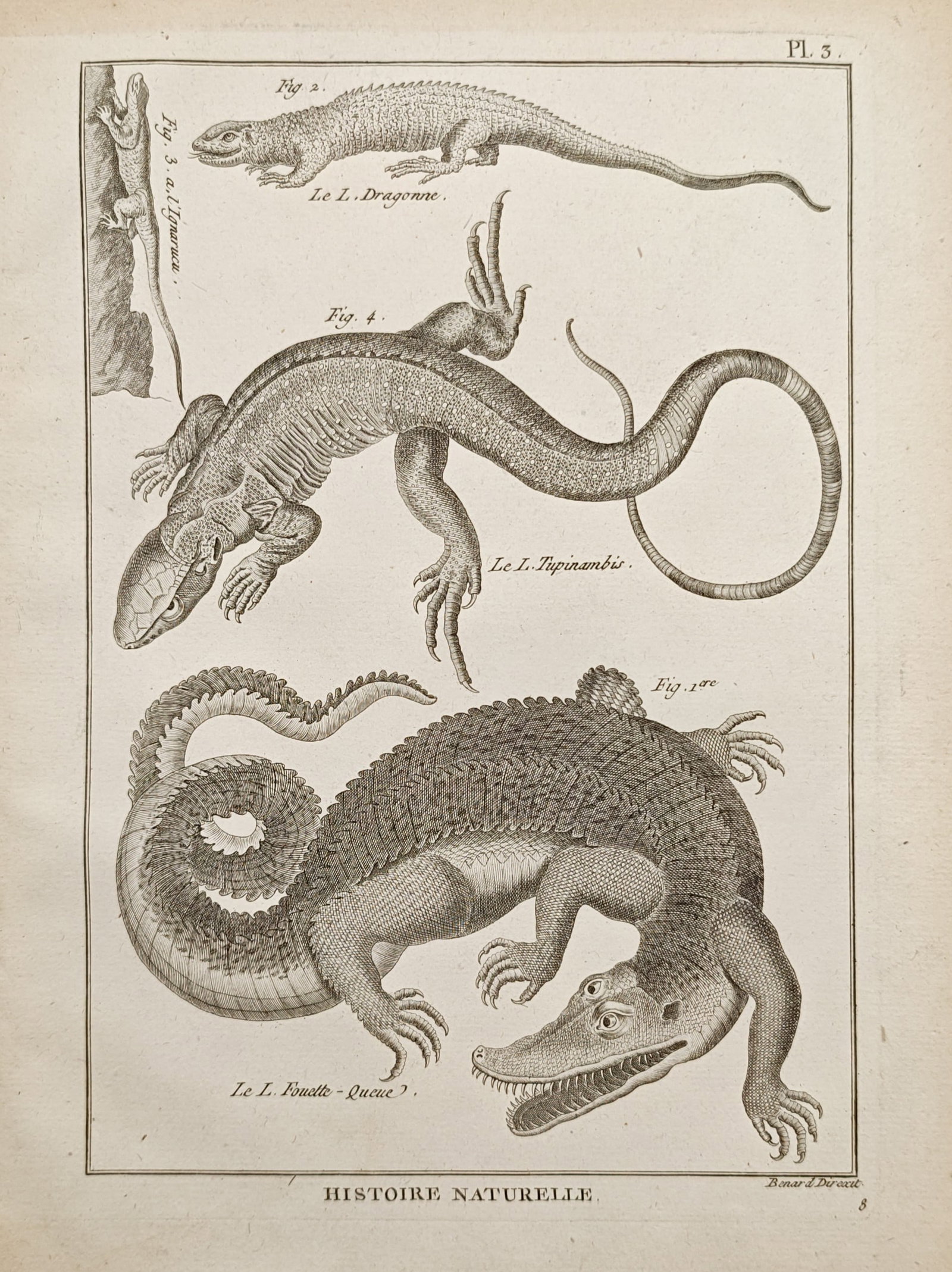 Robert Bénard – Crocodilians and Monitor Lizards – Engraving (18th Century) (1 of 2)