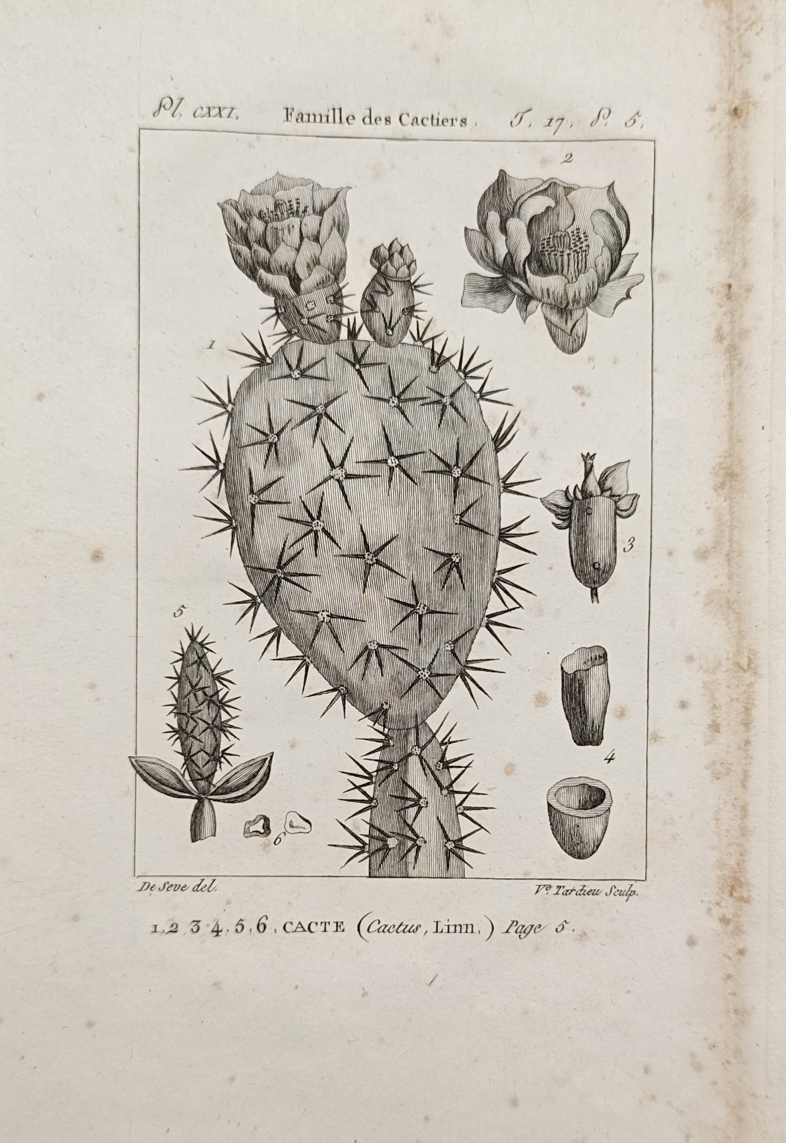 Georges-Louis Leclerc, Comte de Buffon – Cactus Family – Engraving (18th Century) (1 of 2)