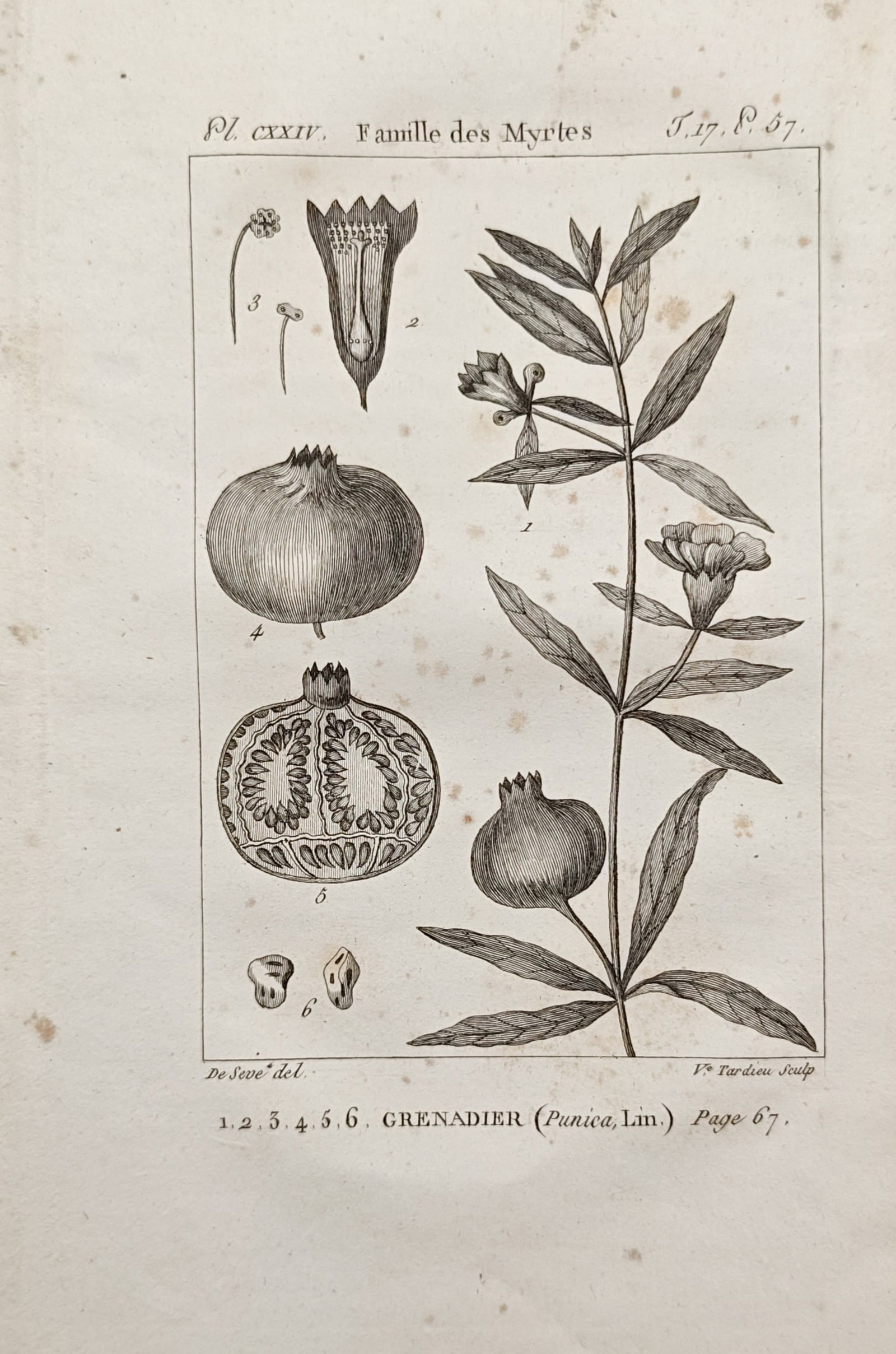 Georges-Louis Leclerc, Comte de Buffon – Myrtle Family Pomegranate – Engraving (18th Century) (1 of 2)