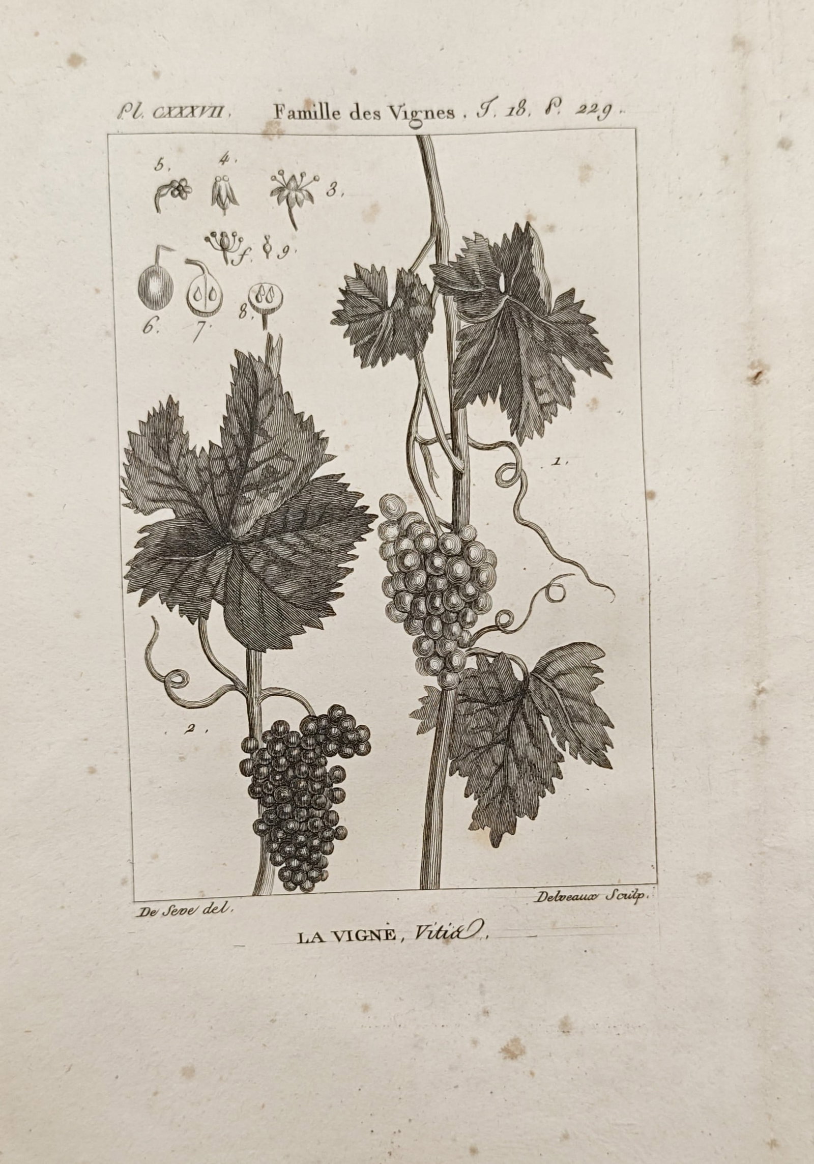 Georges-Louis Leclerc, Comte de Buffon – Vine Family Grapevine – Engraving (18th Century) (1 of 2)