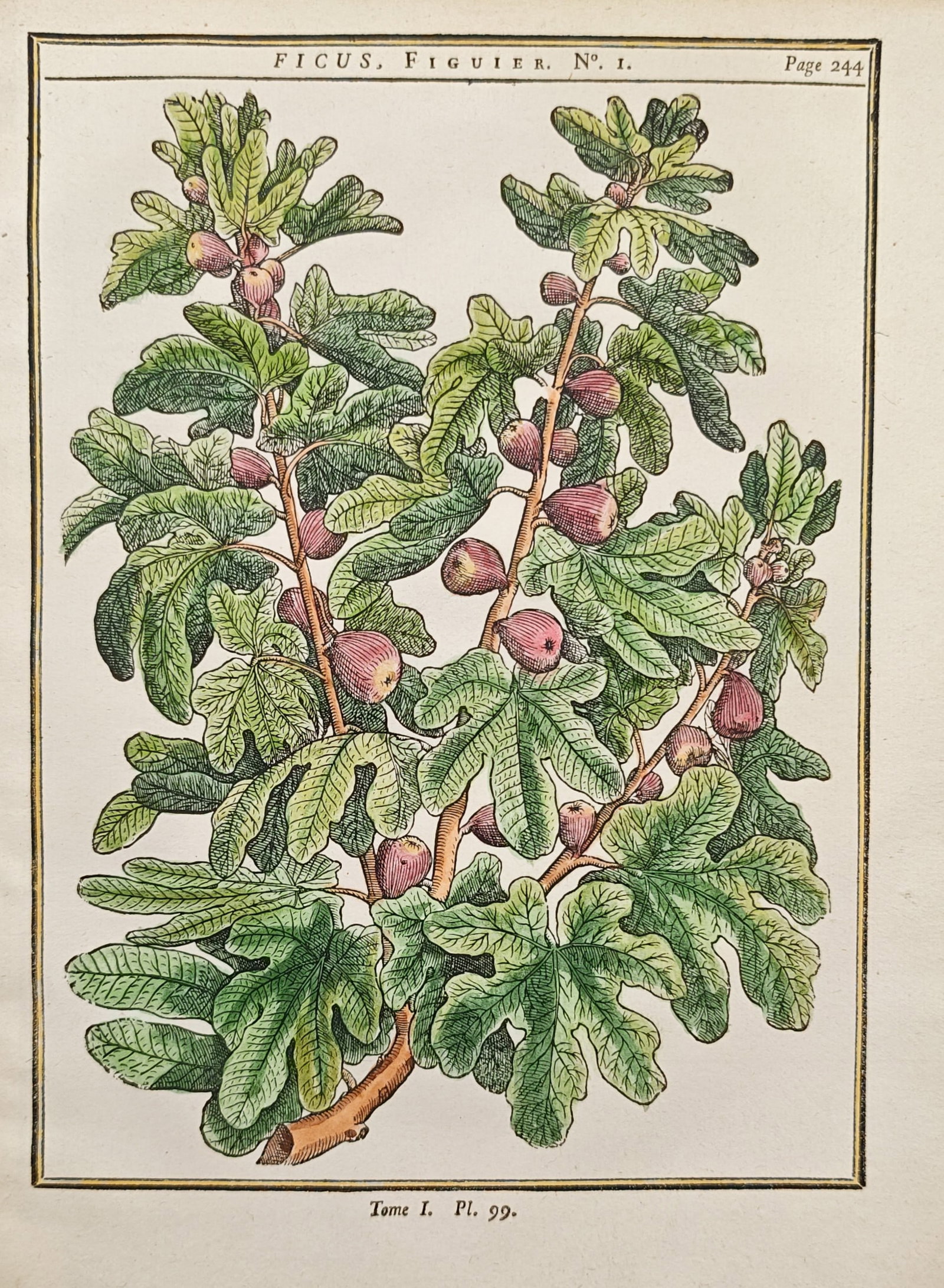 Henri-Louis Duhamel du Monceau – Common Fig Tree – Woodcut (1755): "Common Fig Tree" presents a botanical study illustrating the spreading branches, lobed green foliage, and developing fruit of a mature fig tree rendered with delicate hand-colored accents. Published 