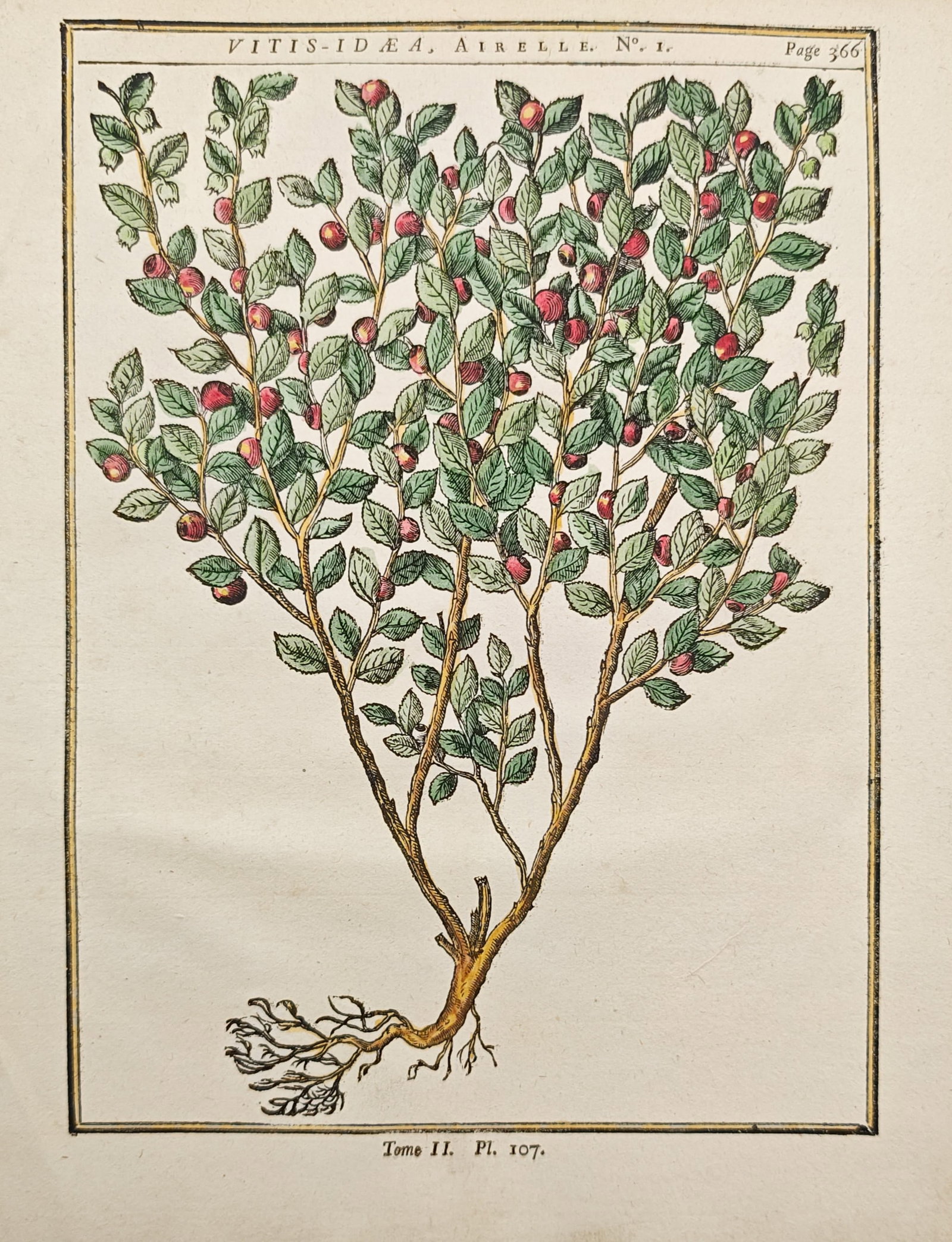 Henri-Louis Duhamel du Monceau – Cowberry Shrub – Woodcut (1755): "Cowberry Shrub" presents a botanical study illustrating the upright branching stems, dense green foliage, red berries, and exposed root system of a wild vaccinium shrub rendered with delicate hand-co