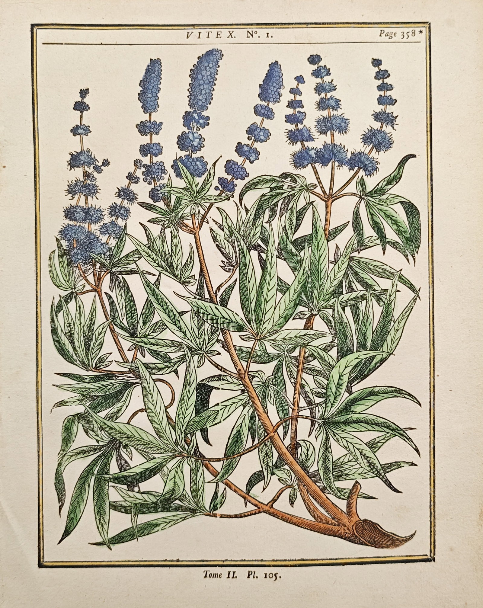 Henri-Louis Duhamel du Monceau – Chaste Tree – Woodcut (1755): "Chaste Tree" presents a botanical study illustrating the palmate green foliage, spreading woody branches, and dense upright spikes of blue flowers characteristic of the vitex shrub rendered with deli