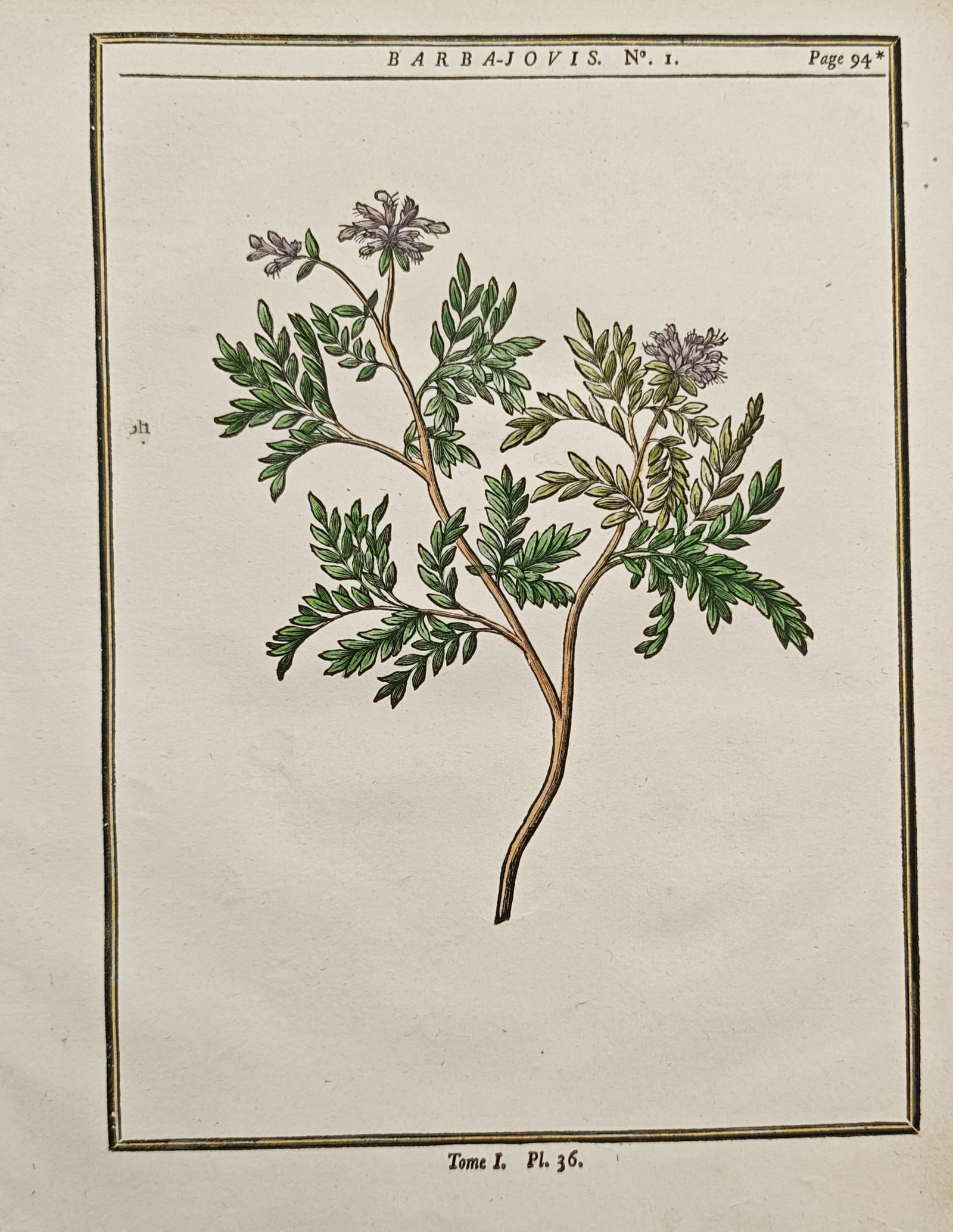 Henri-Louis Duhamel du Monceau – Jupiter's Beard Shrub – Woodcut (1755): "Jupiter's Beard Shrub" presents a botanical study illustrating the pinnate silvery-green foliage, branching stems, and delicate terminal flower clusters of the anthyllis shrub rendered with subtle ha