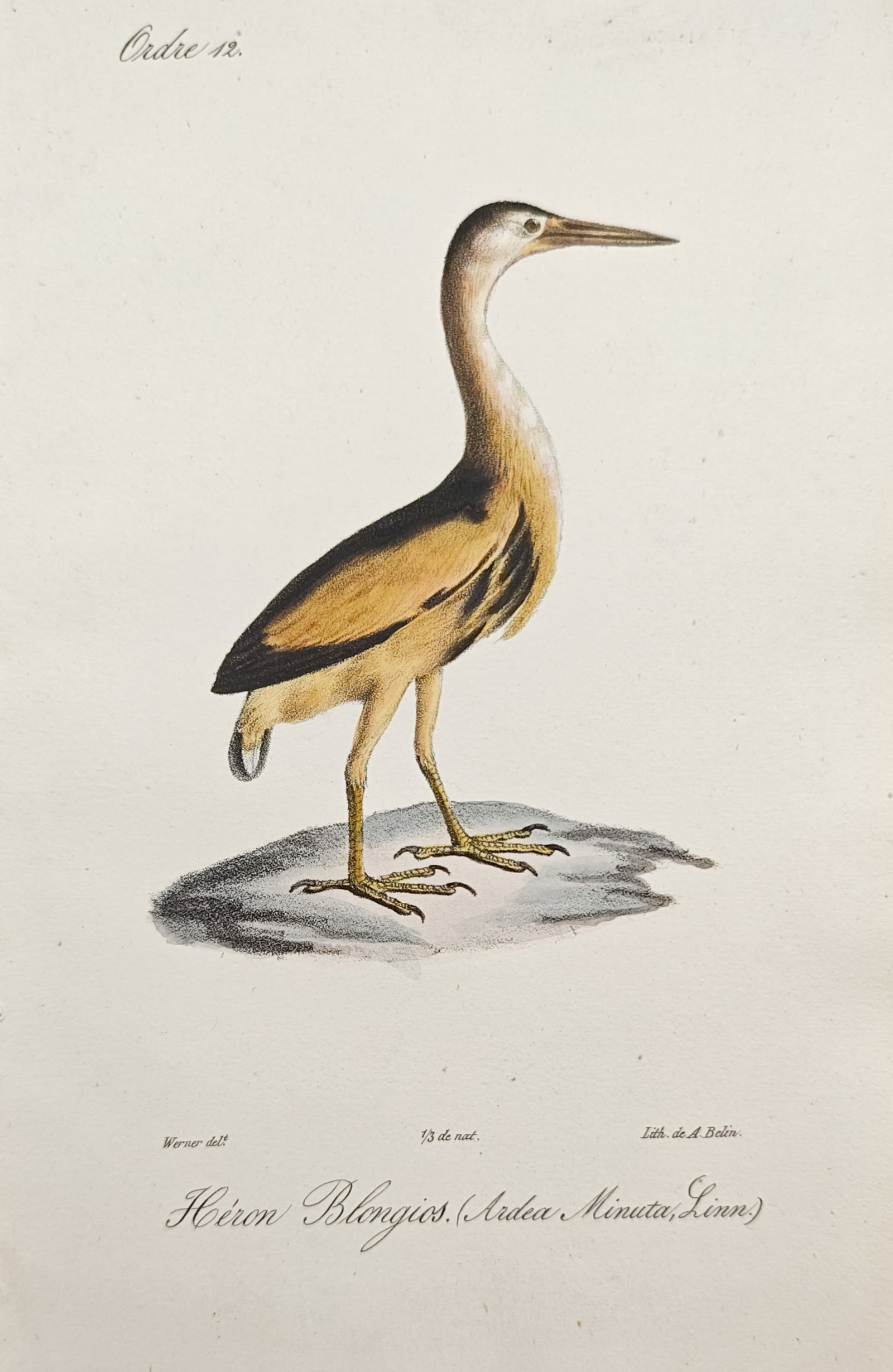 Jean-Charles Werner – Little Bittern – Lithograph (19th Century) (1 of 2)