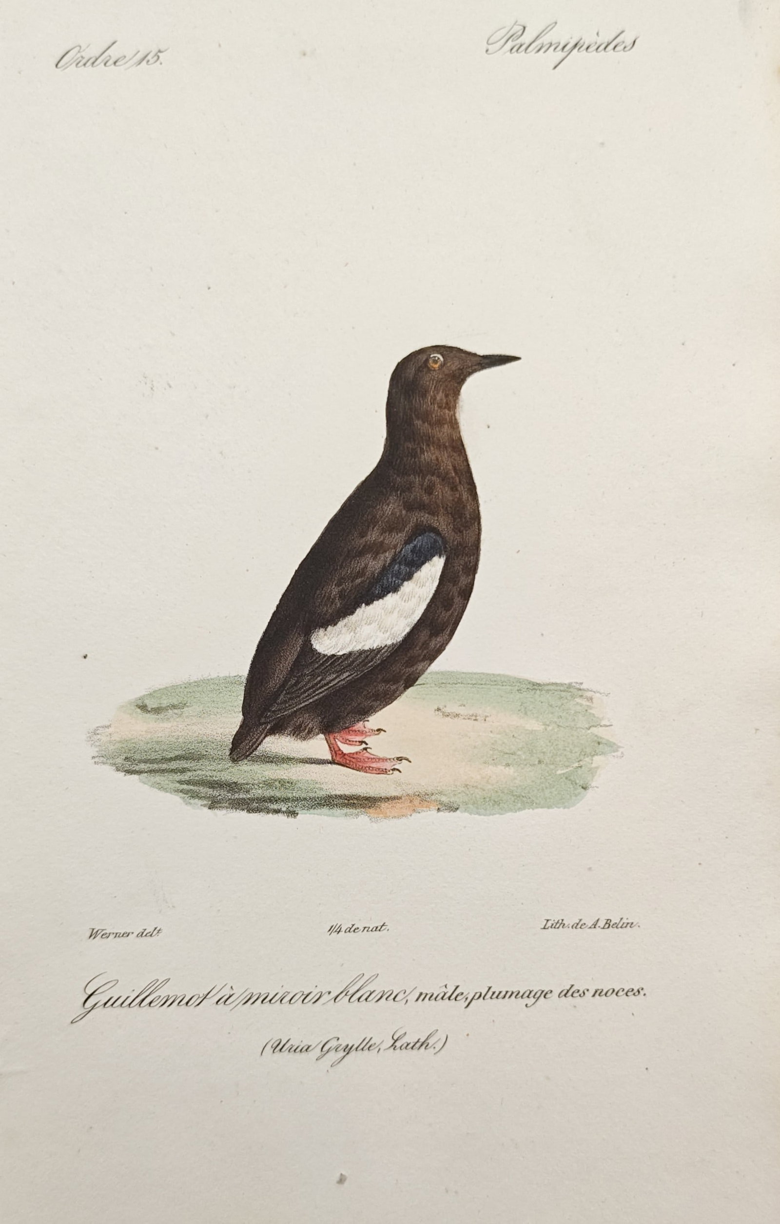 Jean-Charles Werner – Black Guillemot in Breeding Plumage – Lithograph (19th Century): "Black Guillemot in Breeding Plumage" presents an ornithological study illustrating the compact profile, dark breeding plumage, bold white wing patch, and vibrant red webbed feet of an adult seabird s