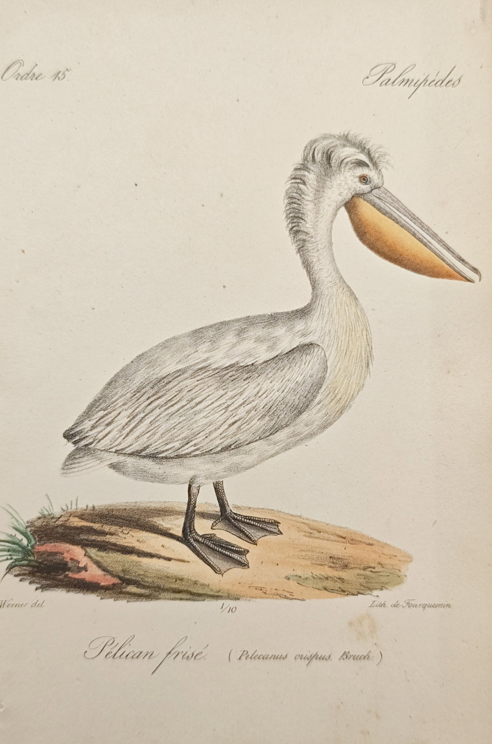 Jean-Charles Werner – Dalmatian Pelican – Lithograph (19th Century): "Dalmatian Pelican" presents an ornithological study illustrating the pale plumage, distinctive curly nape feathers, large pouched bill, and webbed feet of an adult water bird standing on an earthen m