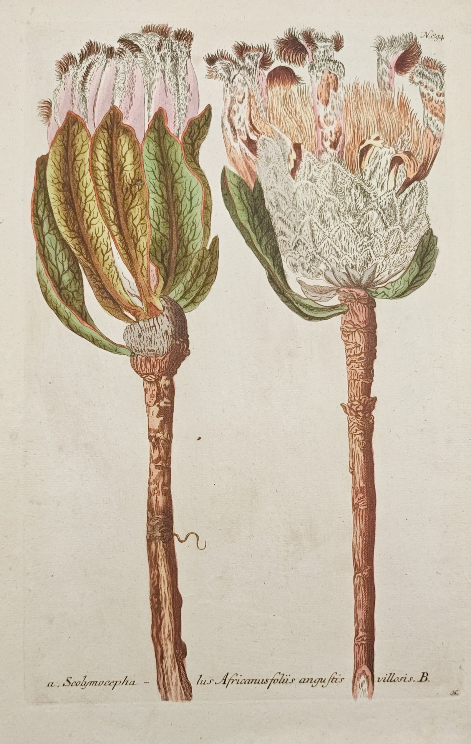 Johann Wilhelm Weinmann – Narrow-Leaved African Protea – Mezzotint (18th Century) (1 of 2)