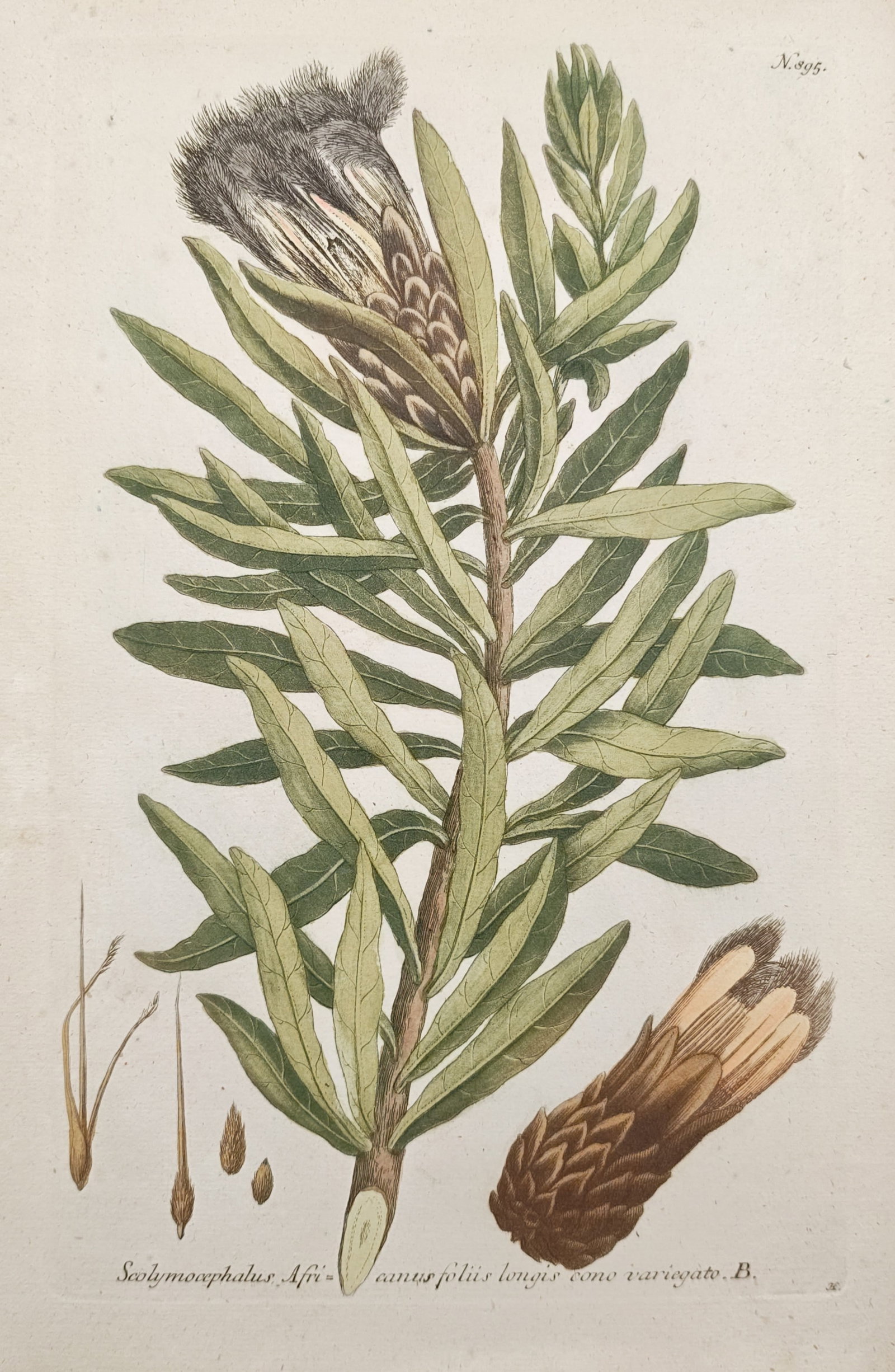Johann Wilhelm Weinmann – Variegated Cone African Protea – Mezzotint (18th Century): "African Protea with Long Leaves and Variegated Cone" presents a botanical study illustrating the lanceolate foliage, terminal flowering cone, scaled involucral bracts, and dissected floral elements o