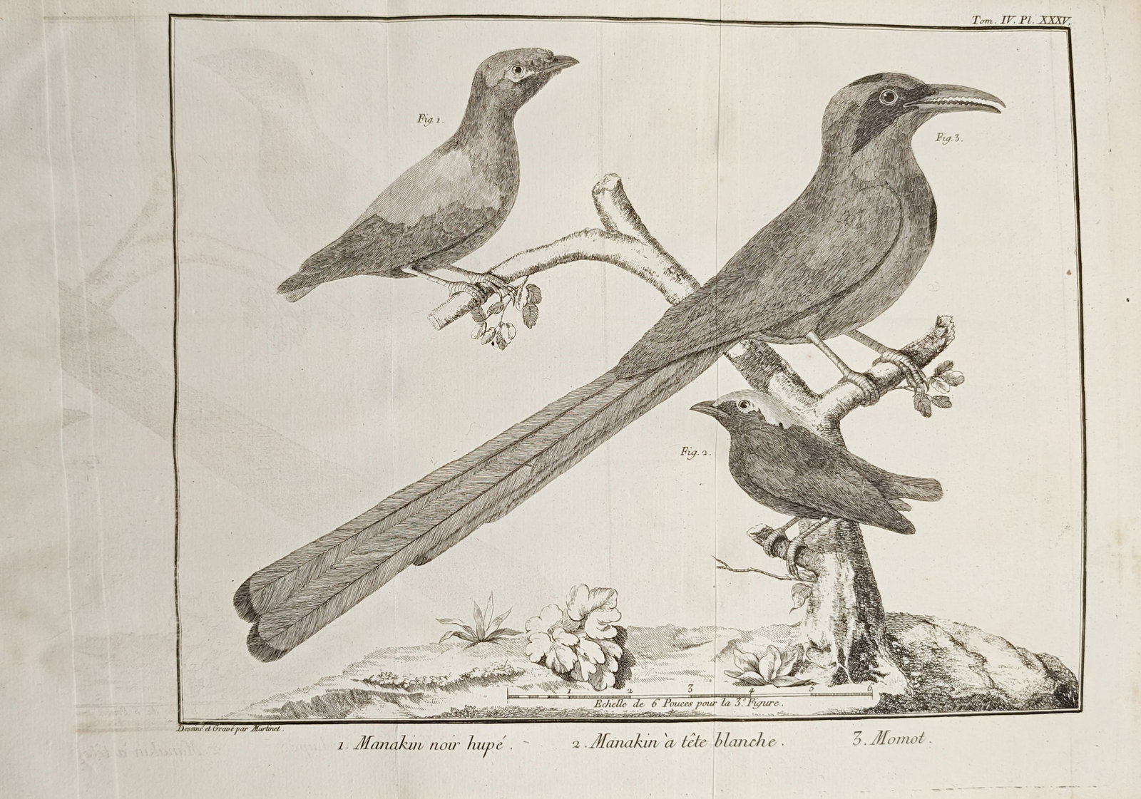 Mathurin Jacques Brisson – Manakins and Motmot – Engraving (1760): "Black Crested Manakin, White Headed Manakin, and Motmot" presents an ornithological study illustrating the diverse plumage textures, distinctive bills, perching postures, and elongated tail feathers 