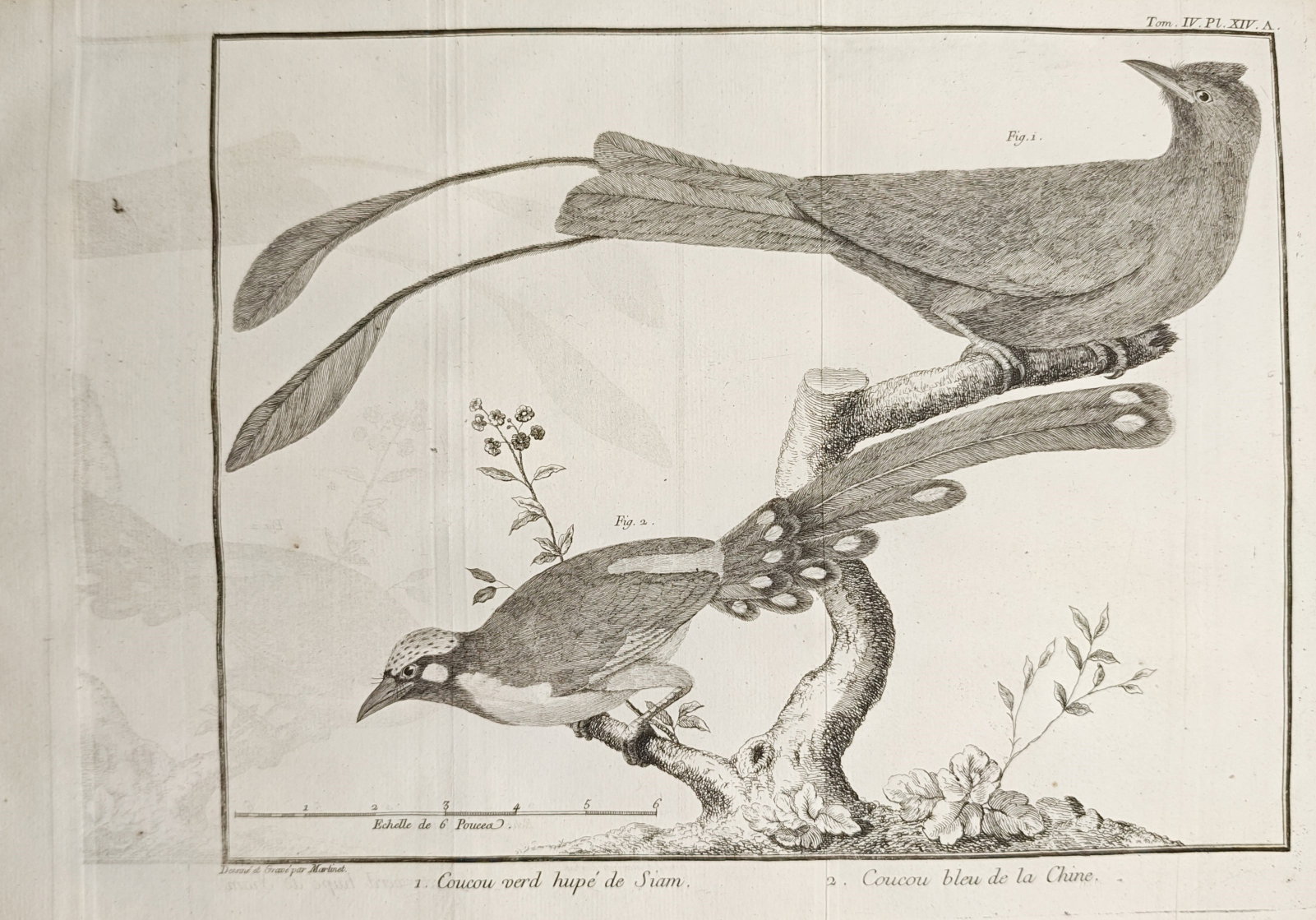 Mathurin Jacques Brisson – Crested Green Cuckoo of Siam and Blue Cuckoo of China – Engraving: "Crested Green Cuckoo of Siam and Blue Cuckoo of China" presents an ornithological study illustrating the elaborate tail feathers, decorative crests, textured plumage, and perching habits of Asian cuc