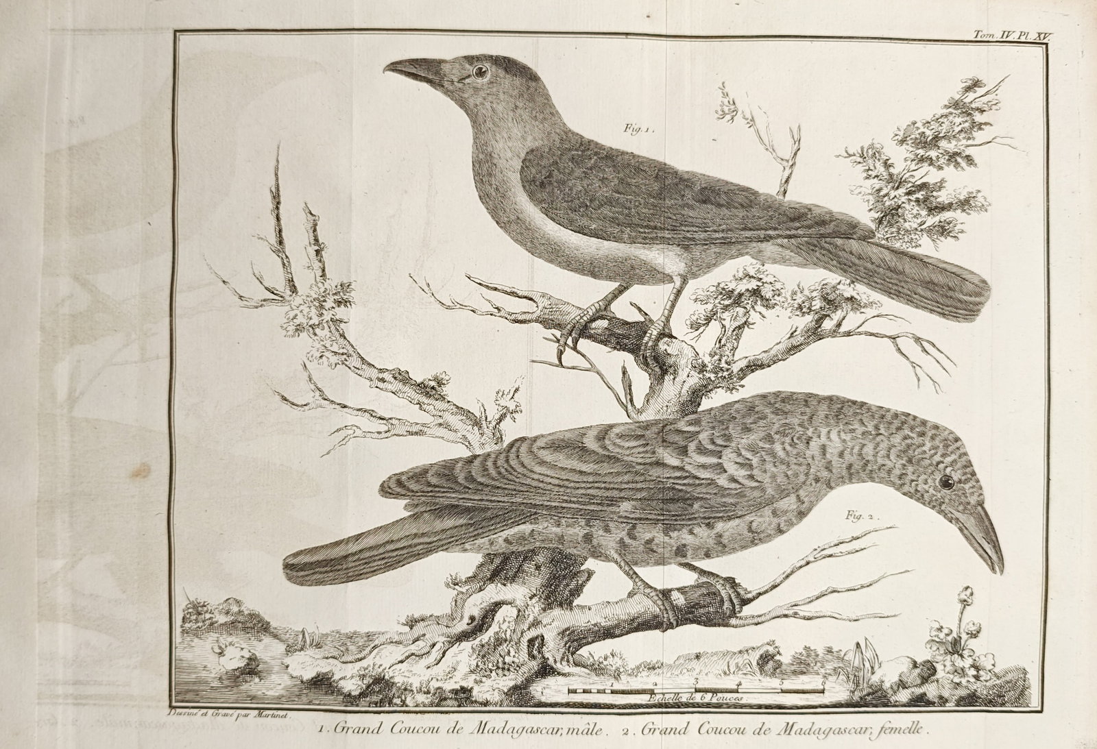 Mathurin Jacques Brisson – Great Cuckoo of Madagascar Male and Female – Engraving (1760): "Great Cuckoo of Madagascar Male and Female" presents an ornithological study illustrating the sexual dimorphism, mottled and smooth plumage patterns, strong curved beaks, and perching postures of two