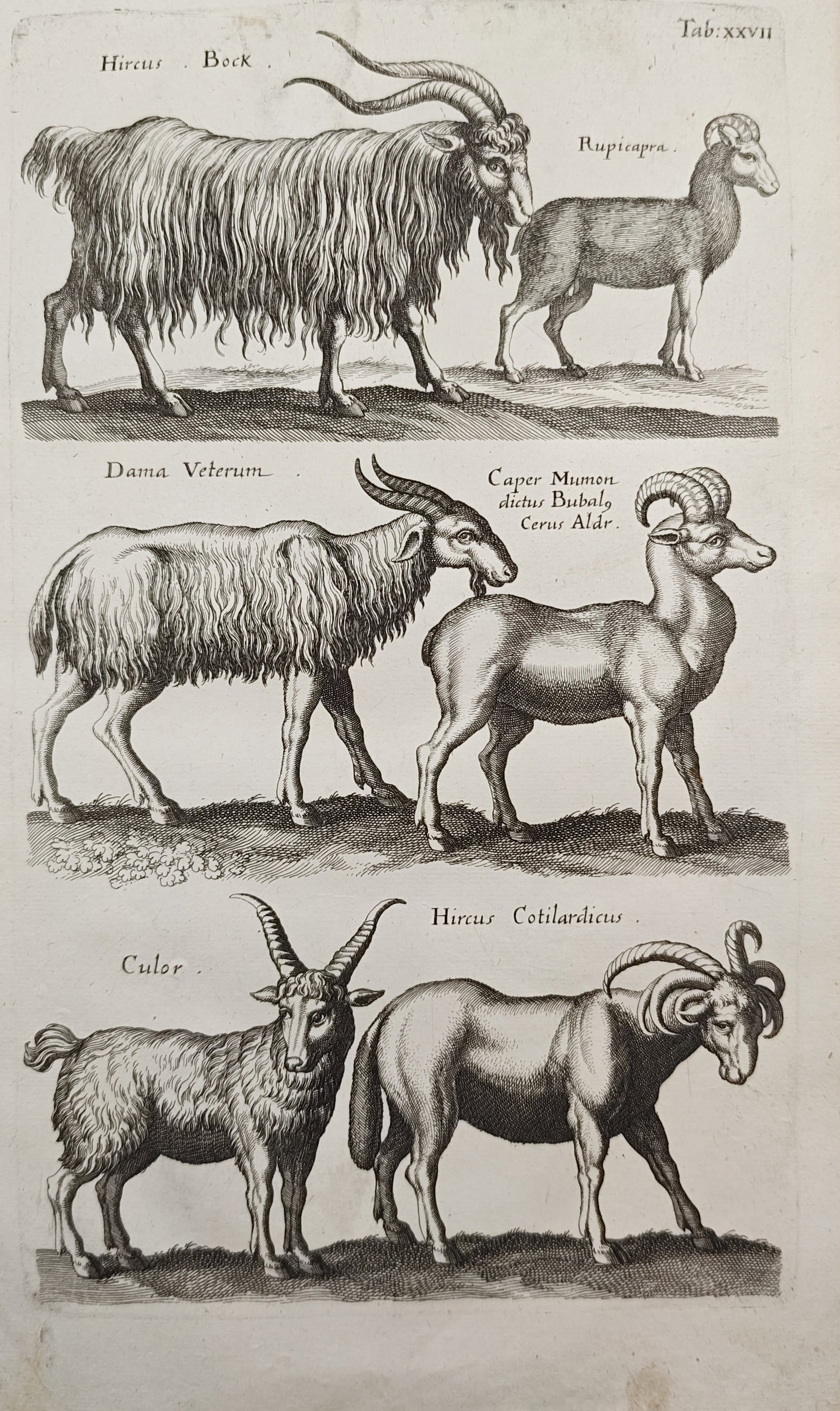John Jonston – Varieties of Wild Goats, Sheep, and Chamois – Engraving (17th Century) (1 of 2)