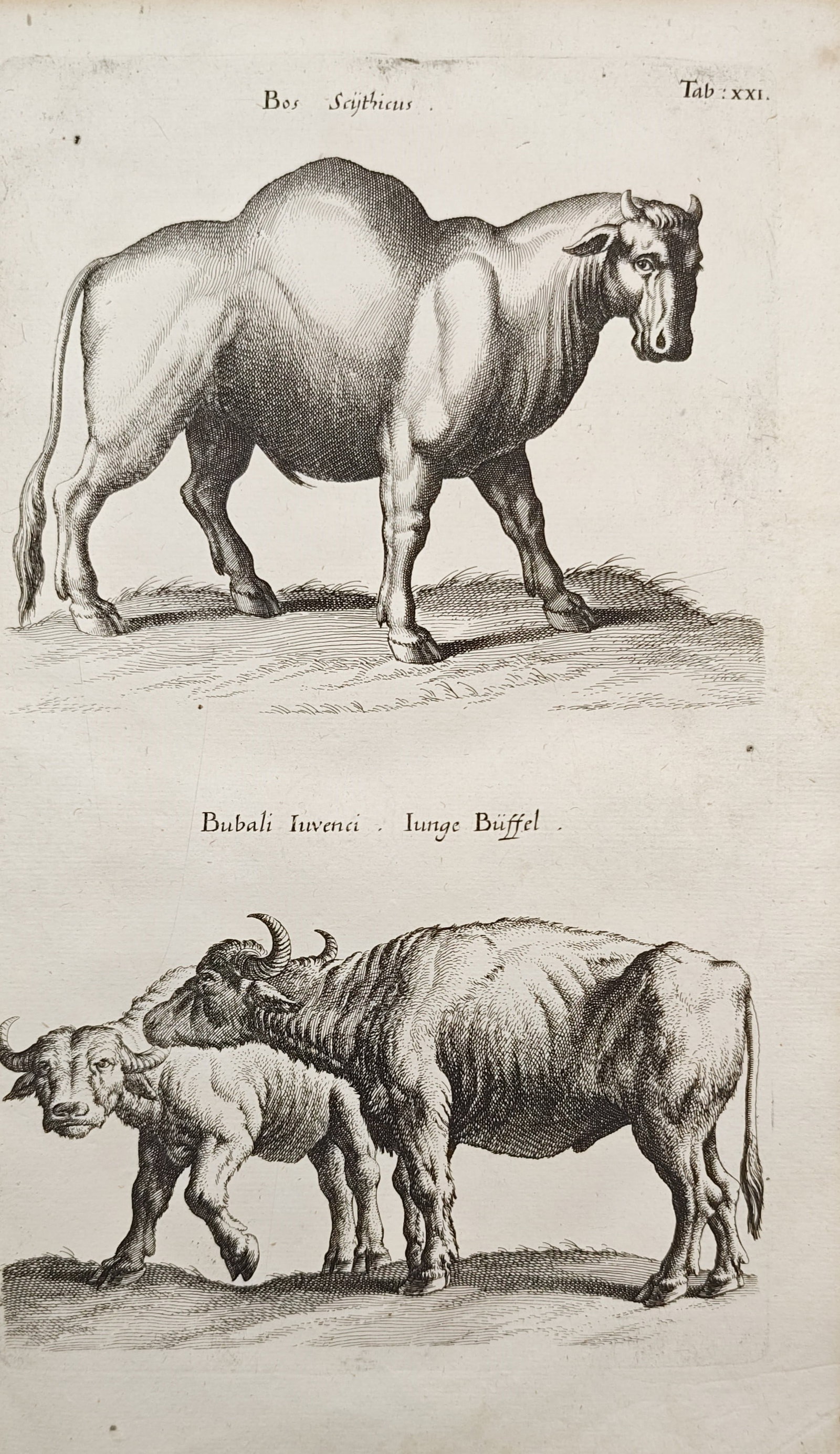 John Jonston – Scythian Ox and Young Buffaloes – Engraving (17th Century) (1 of 2)