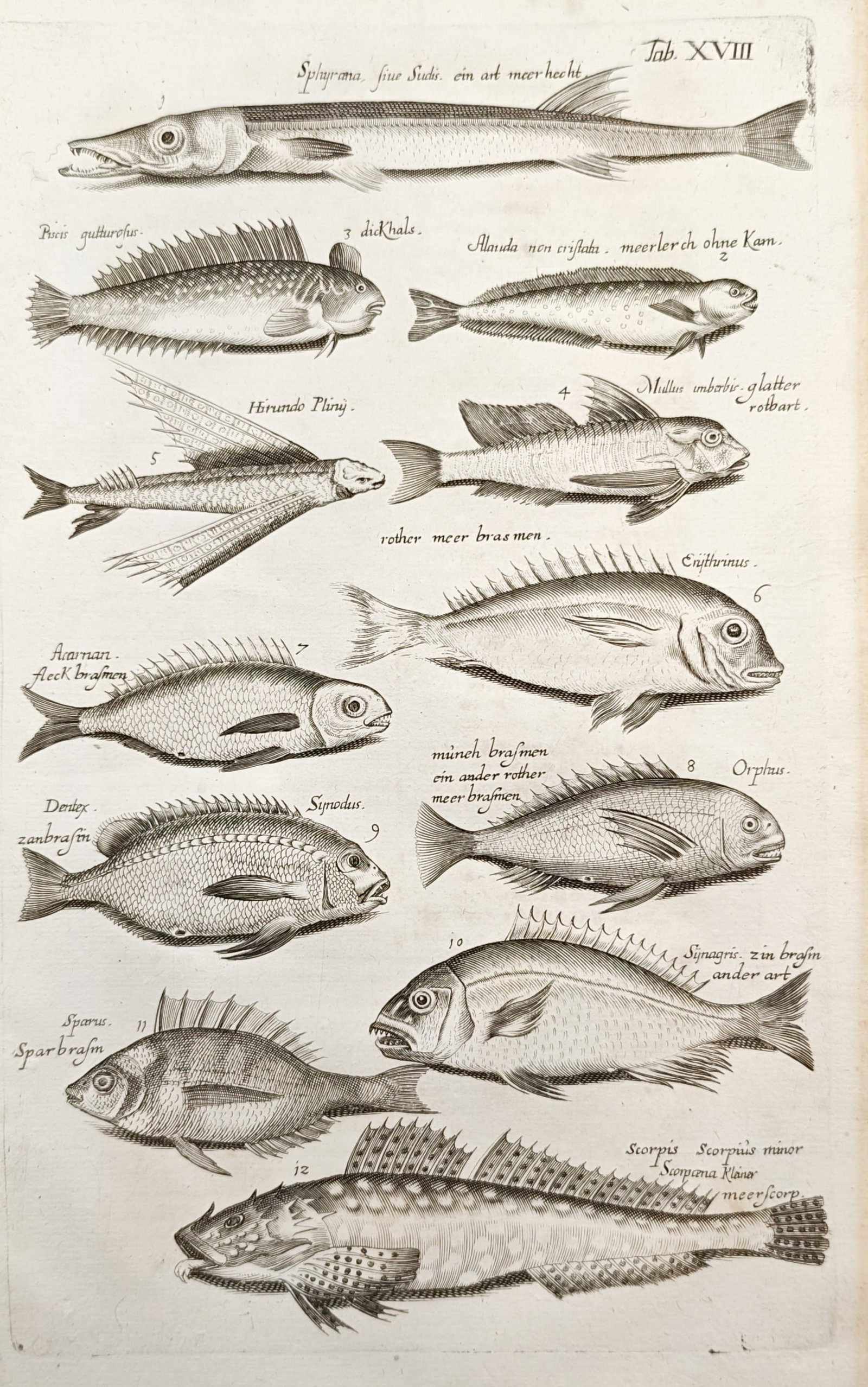 John Jonston – Varieties of Marine Fishes – Engraving (17th Century) (1 of 2)
