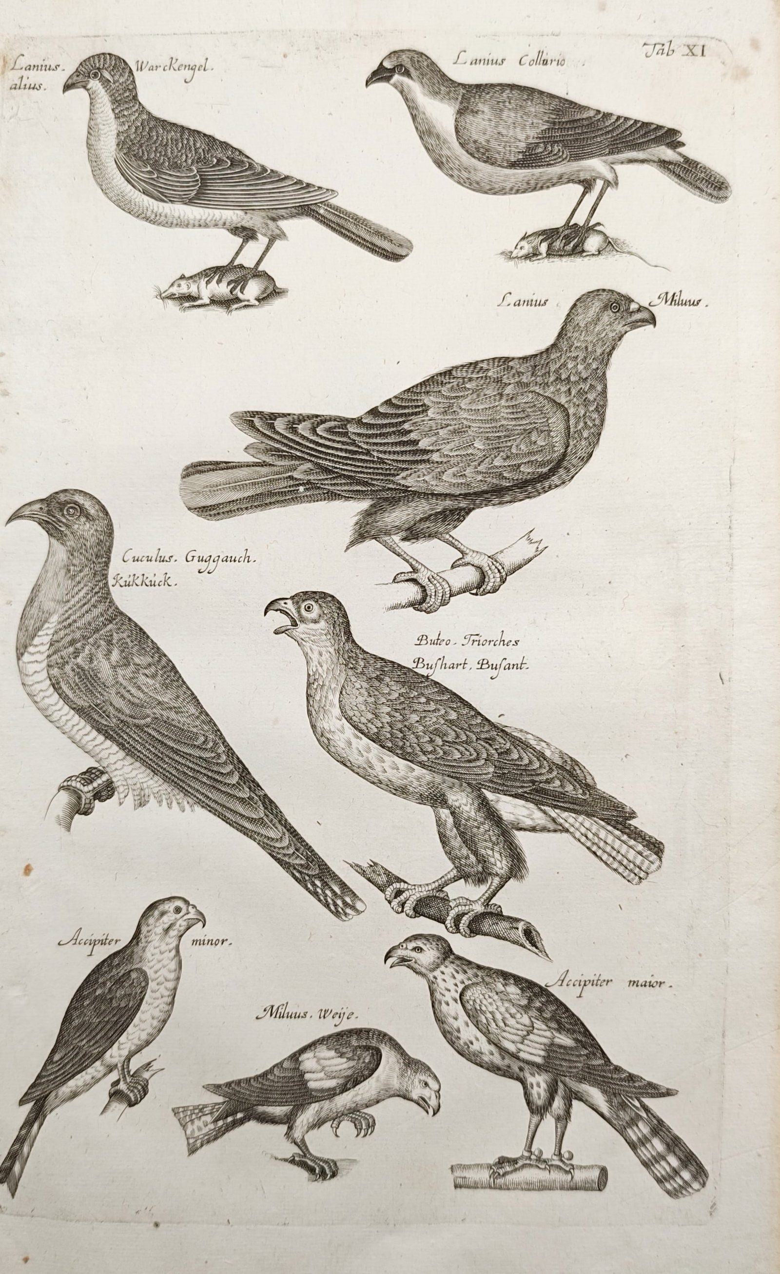 John Jonston – Varieties of Birds of Prey and Shrikes – Engraving (17th Century): "Varieties of Birds of Prey and Shrikes" presents an ornithological study illustrating diverse raptors, cuckoos, and shrikes depicted with hooked beaks, sharp talons, prey animals, and detailed feathe