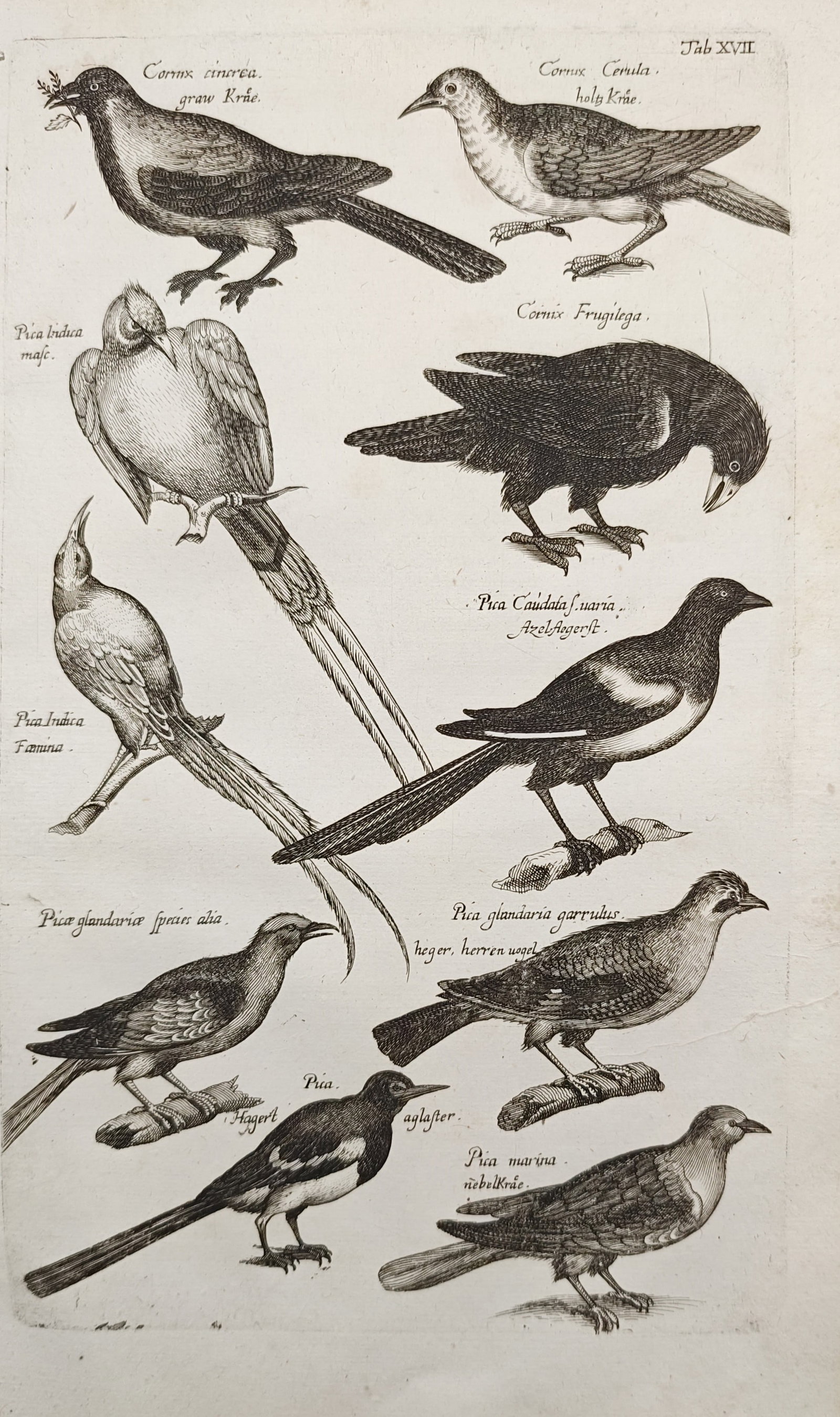 John Jonston – Varieties of Crows, Magpies, and Jays – Engraving (17th Century) (1 of 2)