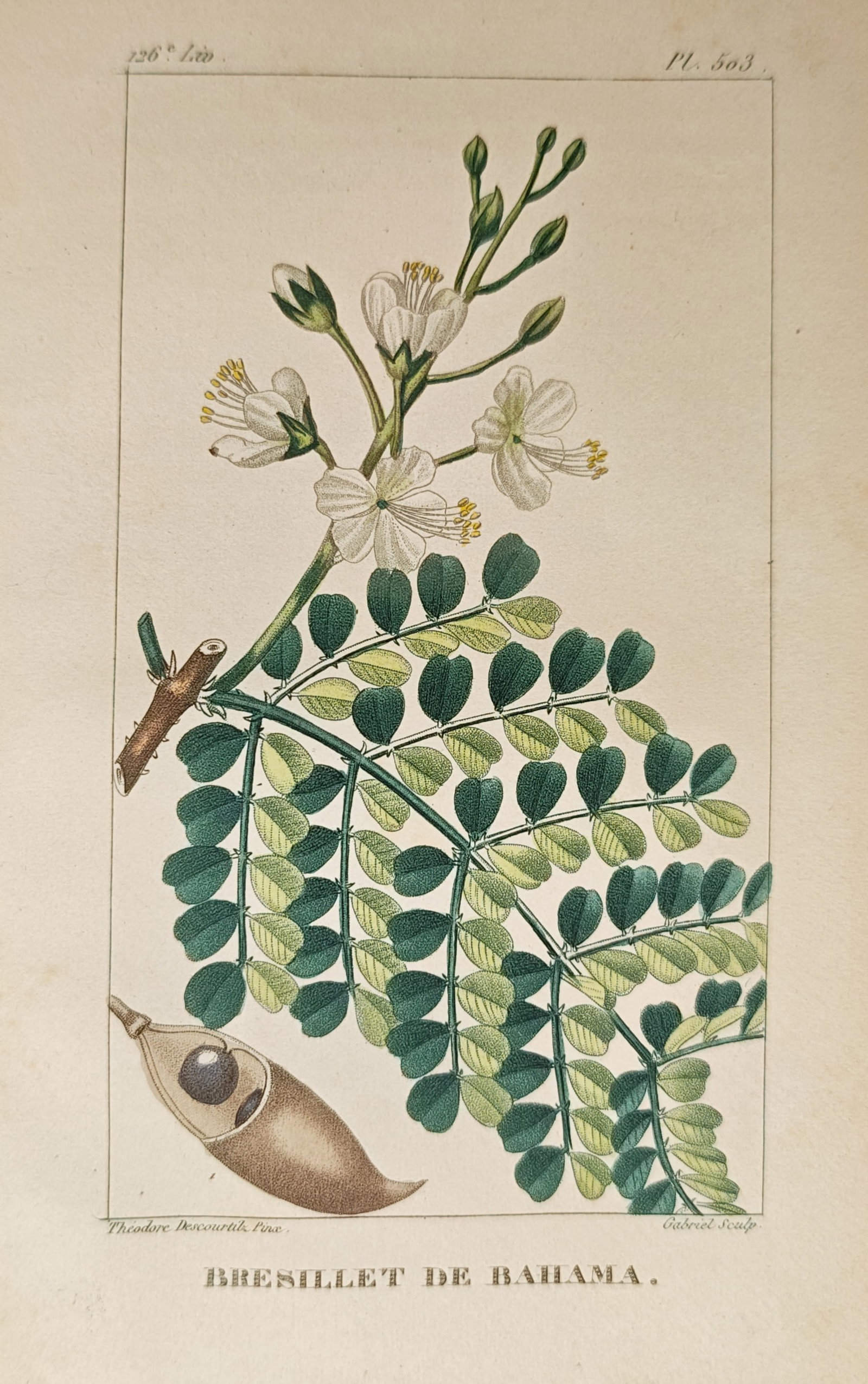 Théodore Descourtilz – Bahama Braziletto – Engraving (c. 1828) (1 of 2)
