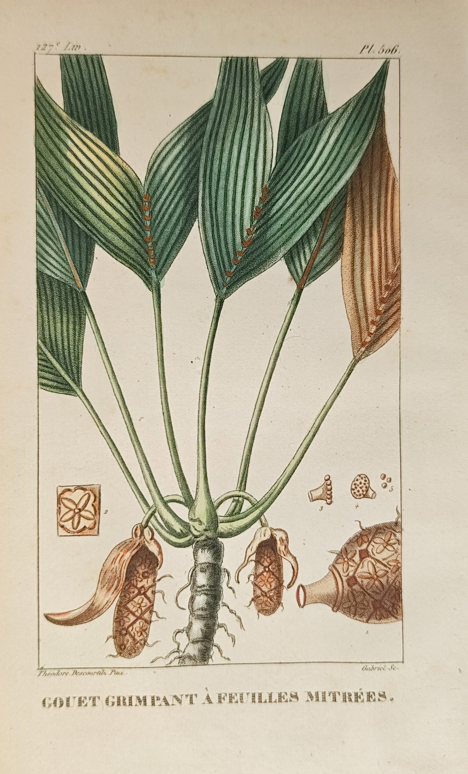 Théodore Descourtilz – Climbing Arum with Mitre-Shaped Leaves – Engraving (c. 1828): "Climbing Arum with Mitre-Shaped Leaves" presents a botanical study illustrating the upright grooved petioles, broad ribbed foliage, fruiting spadix structures, and dissected floral elements of a trop