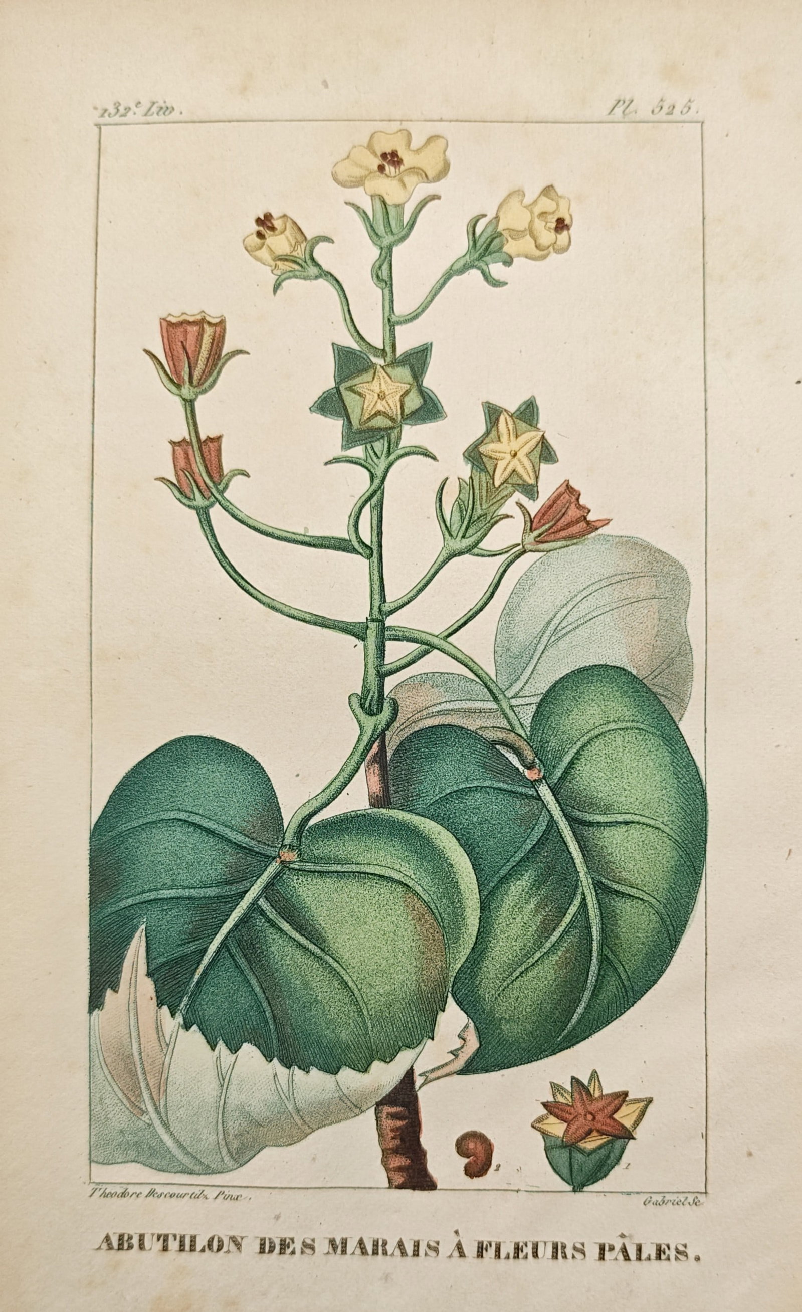 Théodore Descourtilz – Pale-Flowered Marsh Abutilon – Engraving (c. 1828) (1 of 2)