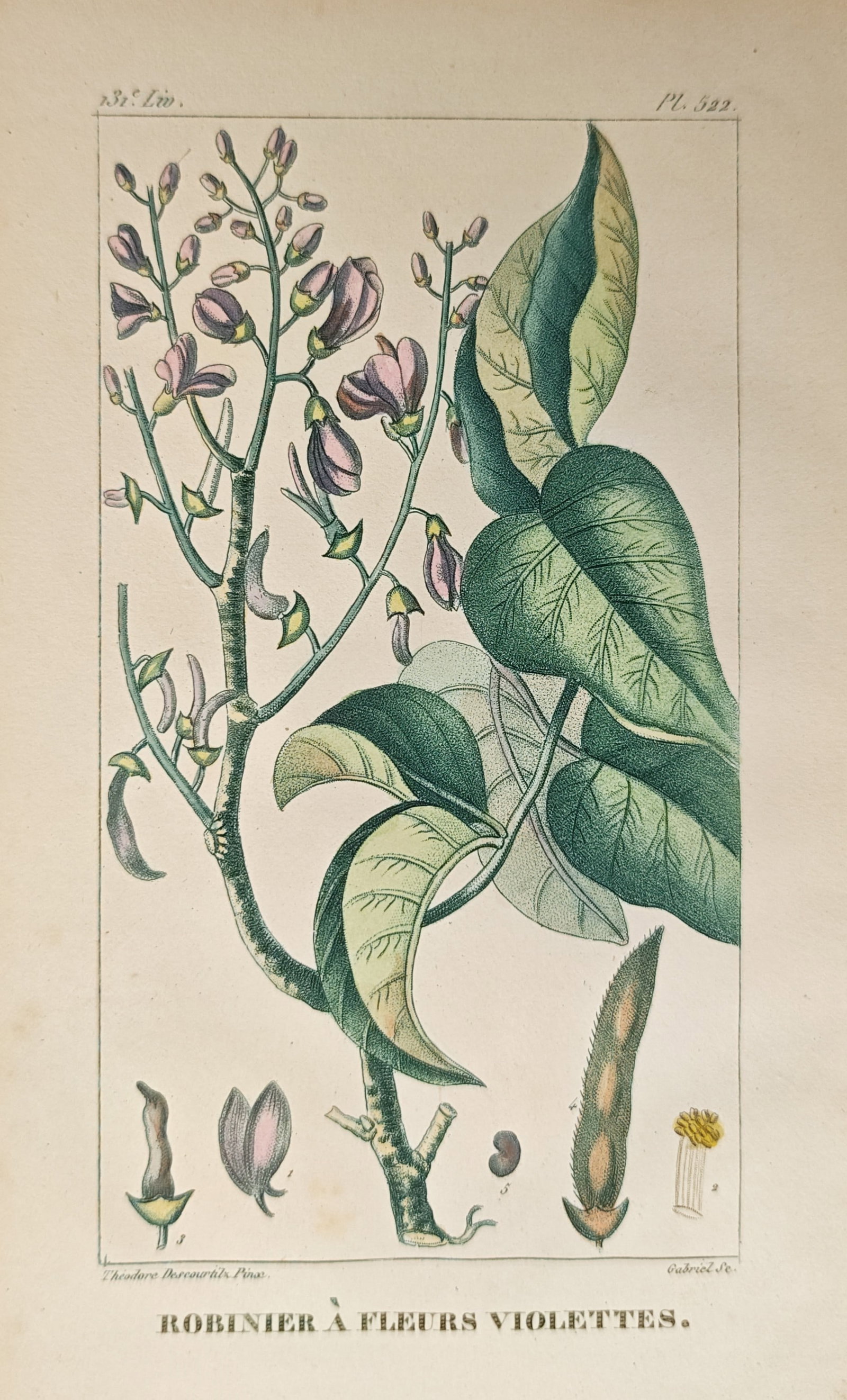 Théodore Descourtilz – Violet-Flowered Locust – Engraving (c. 1828): "Violet-Flowered Locust" presents a botanical study illustrating the delicate racemes of purple blossoms, broad ovate foliage, seed pods, and dissected carpological elements of a tropical leguminous t