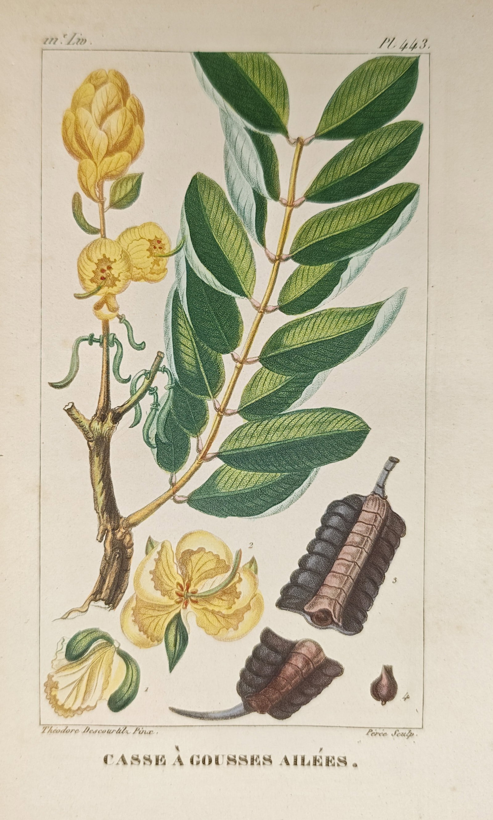 Théodore Descourtilz – Winged-Pod Cassia – Engraving (c. 1828): "Winged-Pod Cassia" presents a botanical study illustrating the vibrant yellow flower spikes, pinnate foliage, distinctive winged seed pods, and dissected carpological elements of a tropical senna shr