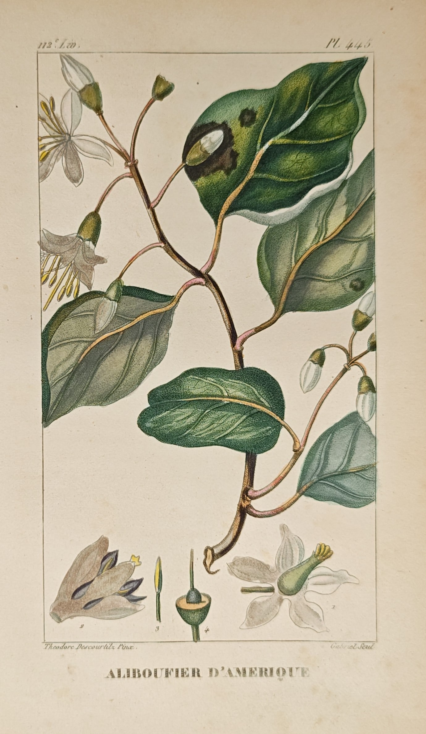 Théodore Descourtilz – American Storax – Engraving (c. 1828) (1 of 2)