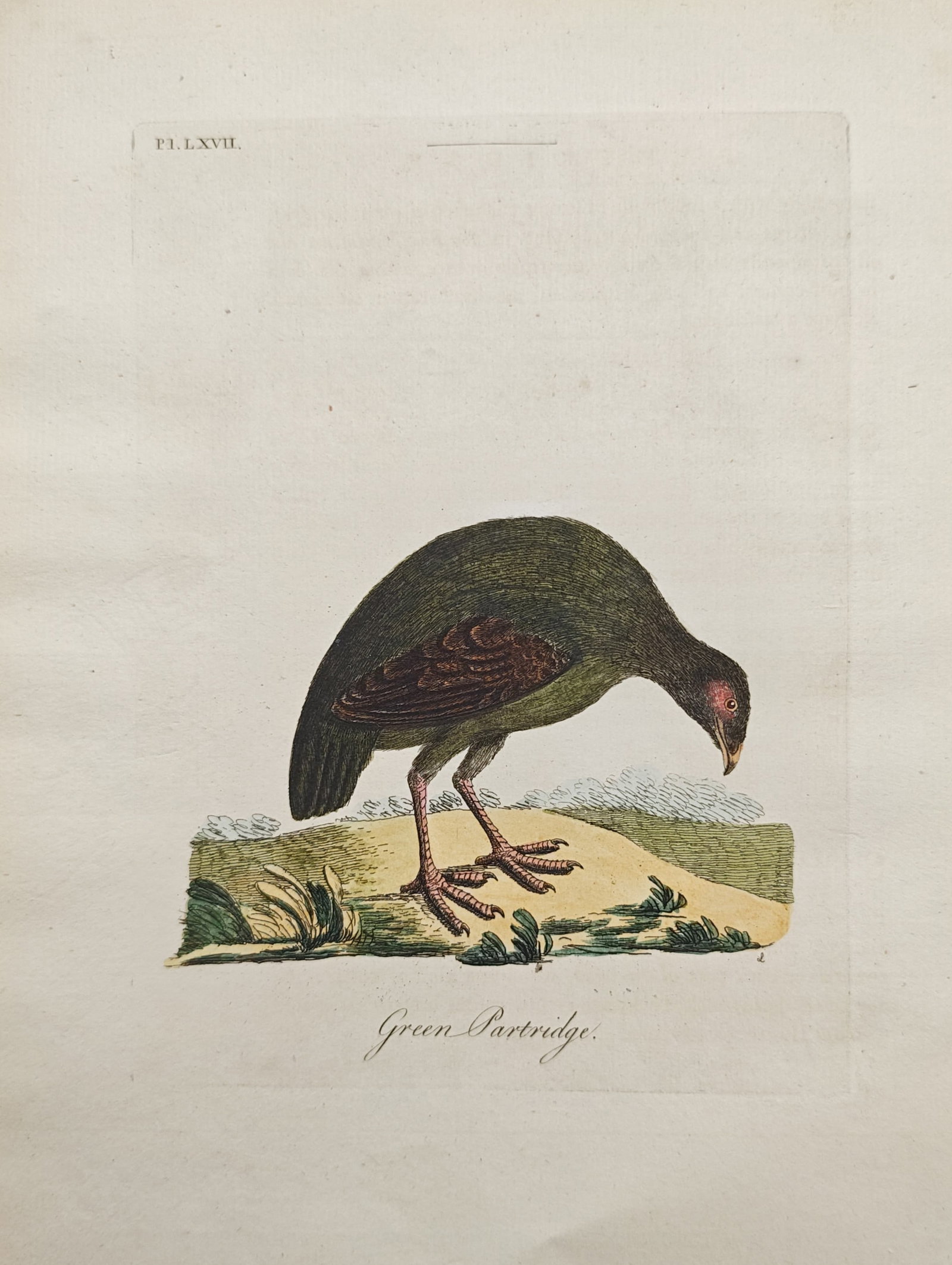 John Latham – Green Partridge – Engraving (18th Century): "Green Partridge" presents an ornithological study illustrating the iridescent greenish-black plumage, rufous wing coverts, red facial skin, and foraging ground posture of an exotic game bird standing