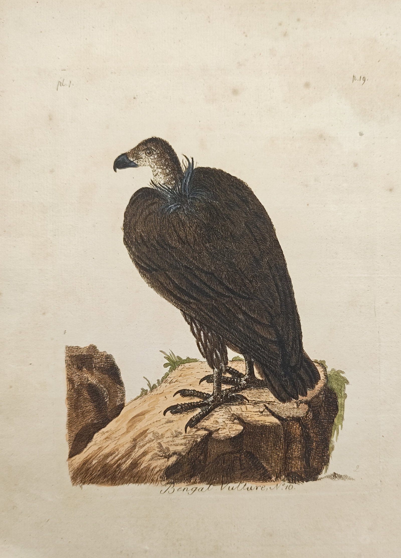John Latham – Bengal Vulture – Engraving (18th Century) (1 of 2)