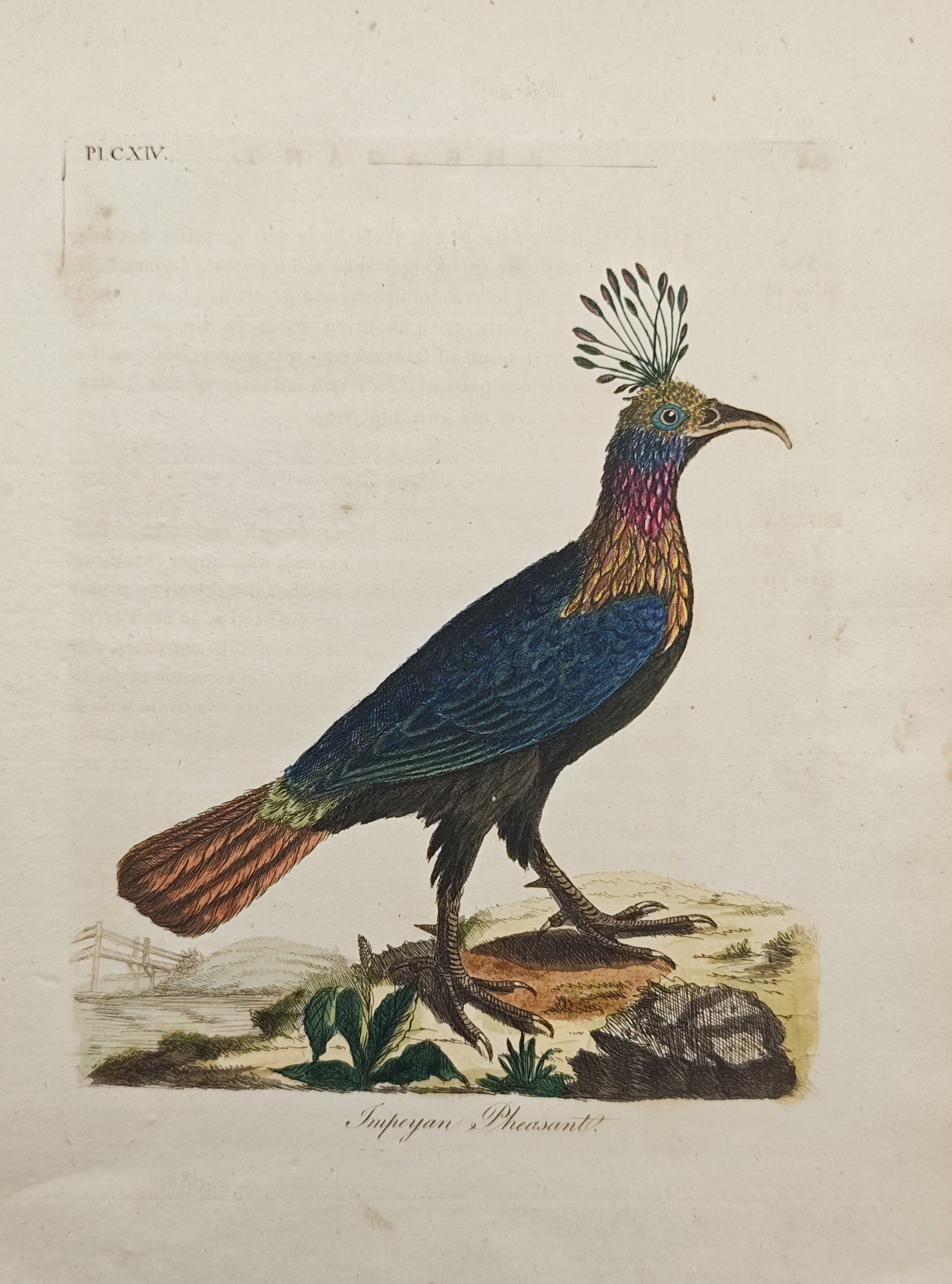 John Latham – Impeyan Pheasant – Engraving (18th Century): "Impeyan Pheasant" presents an ornithological study illustrating the iridescent multicolored plumage, crested crown, curved beak, and standing ground posture of a Himalayan monal set against a sparse 