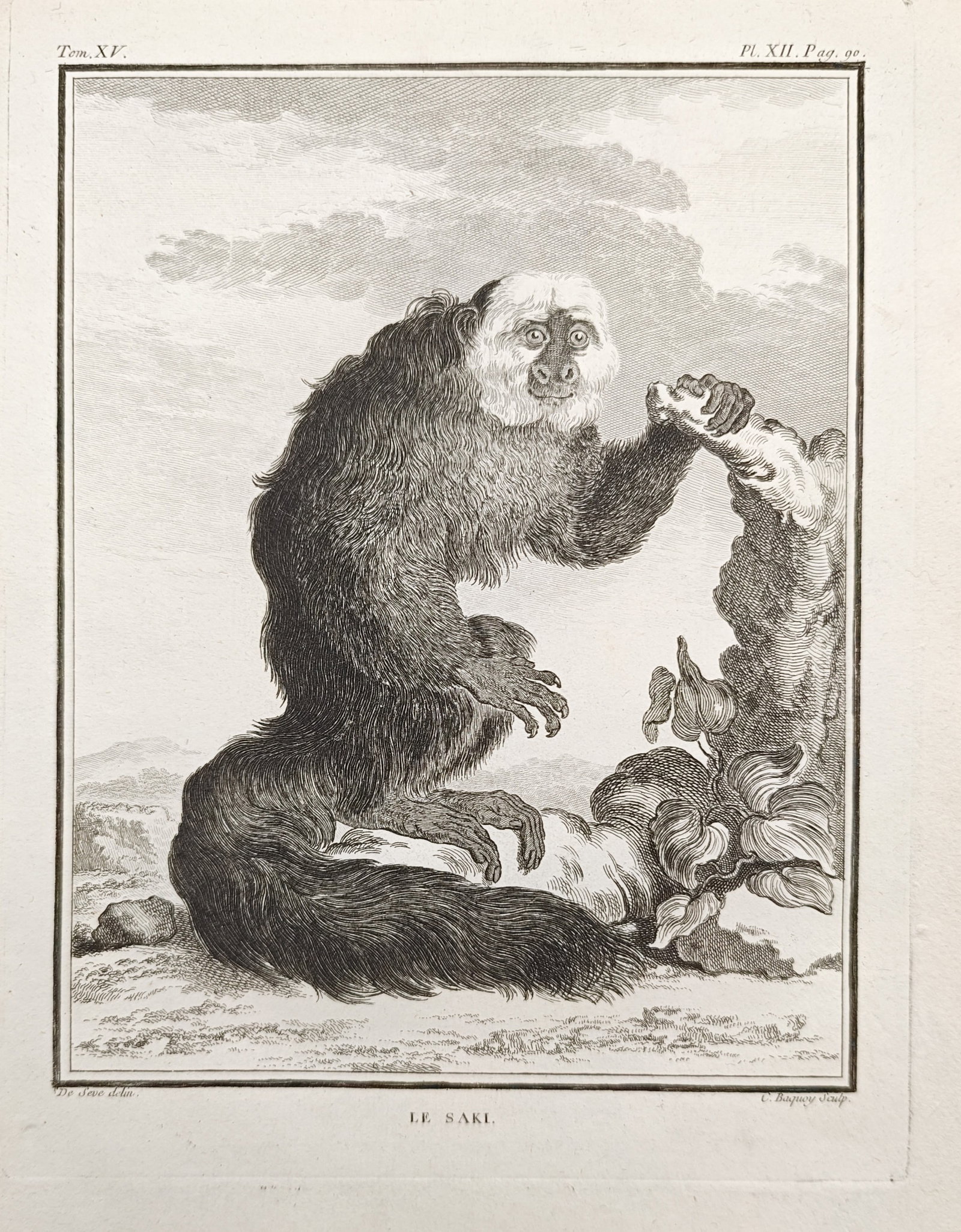 Georges-Louis Leclerc de Buffon – The Saki – Engraving (18th Century): "The Saki" presents a zoological study illustrating a white-faced saki monkey with thick shaggy fur, a bushy tail, and grasping hands perched upon a fallen tree trunk in an open natural setting. Publi