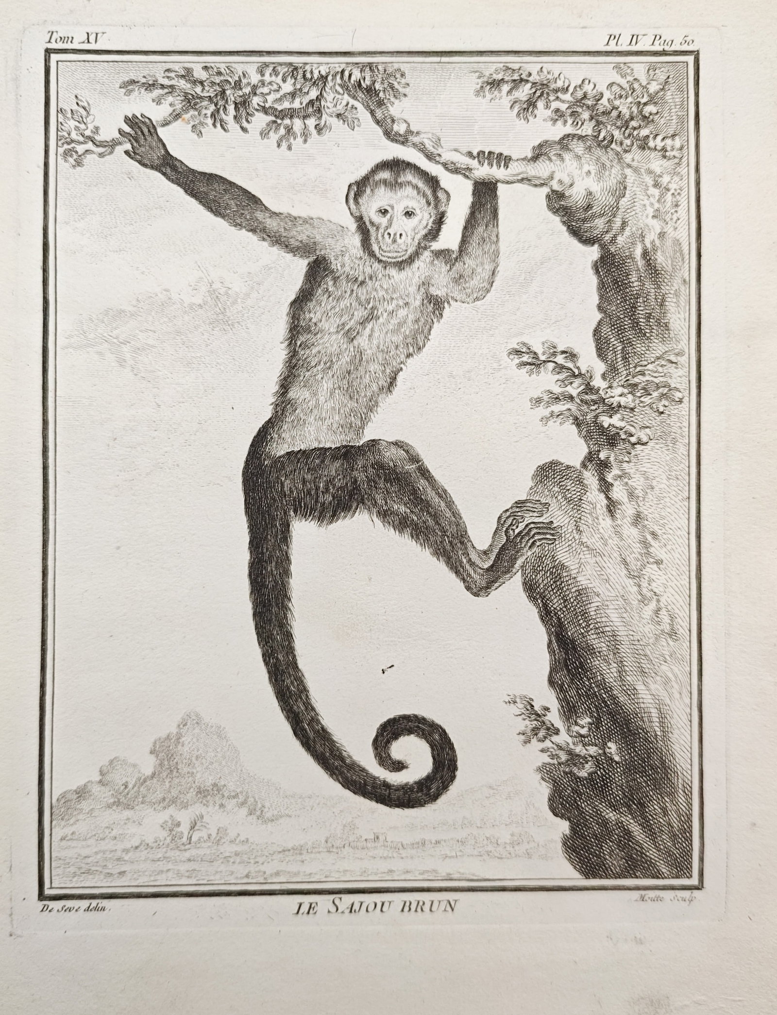 Georges-Louis Leclerc de Buffon – The Brown Sajou – Engraving (18th Century) (1 of 2)