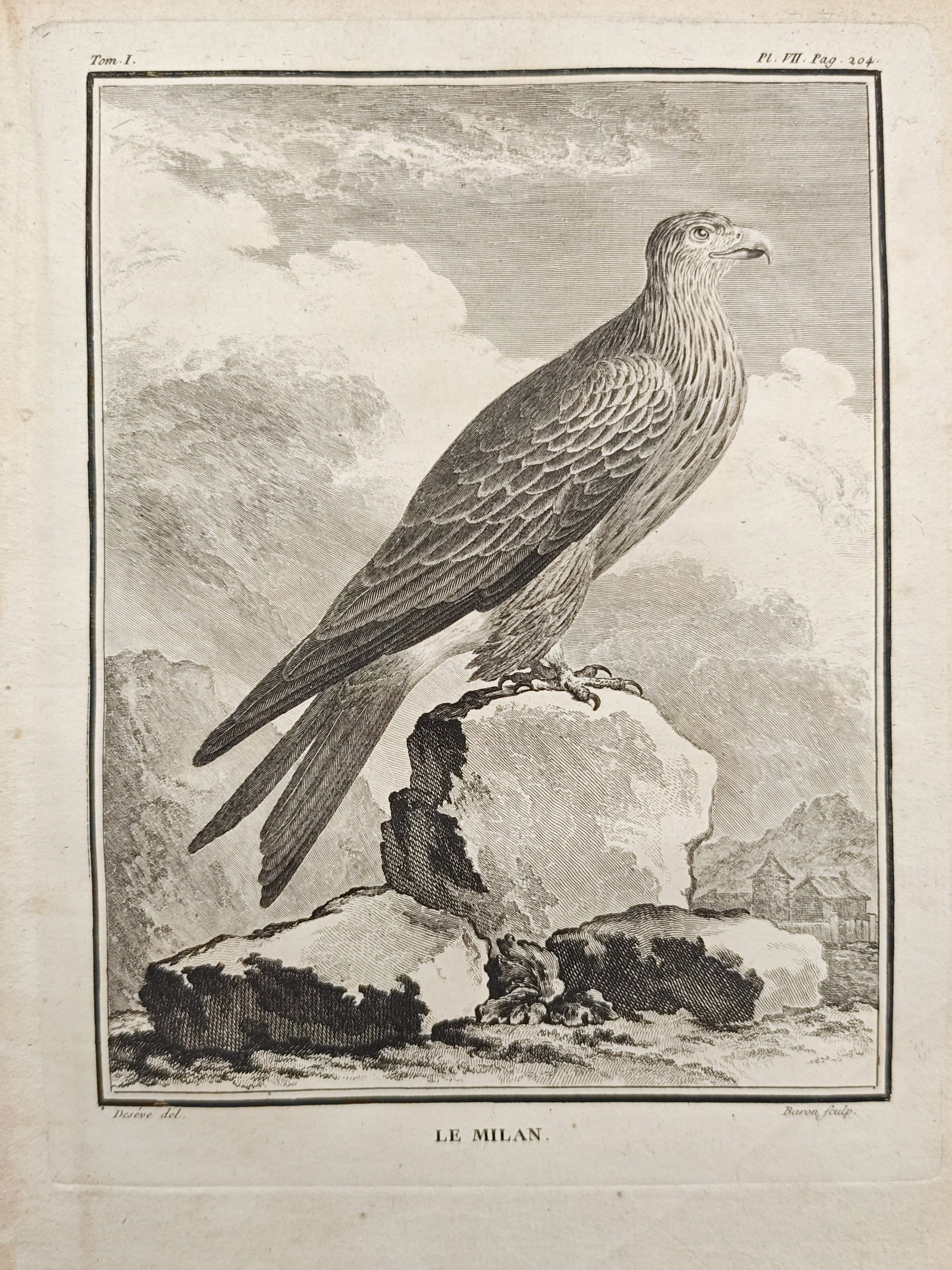 Georges-Louis Leclerc de Buffon – The Kite – Engraving (18th Century) (1 of 2)