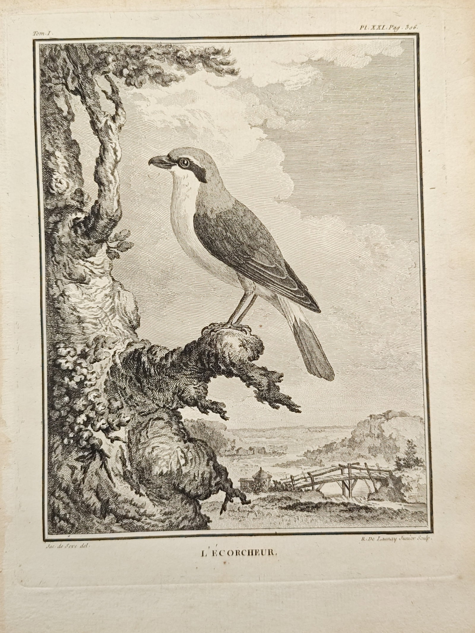 Georges-Louis Leclerc de Buffon – Red-Backed Shrike – Engraving (18th Century): "The Red-Backed Shrike" presents an ornithological study illustrating a small predatory songbird with a hooked beak, distinctive facial mask, and detailed plumage perched upon a gnarled tree stump set